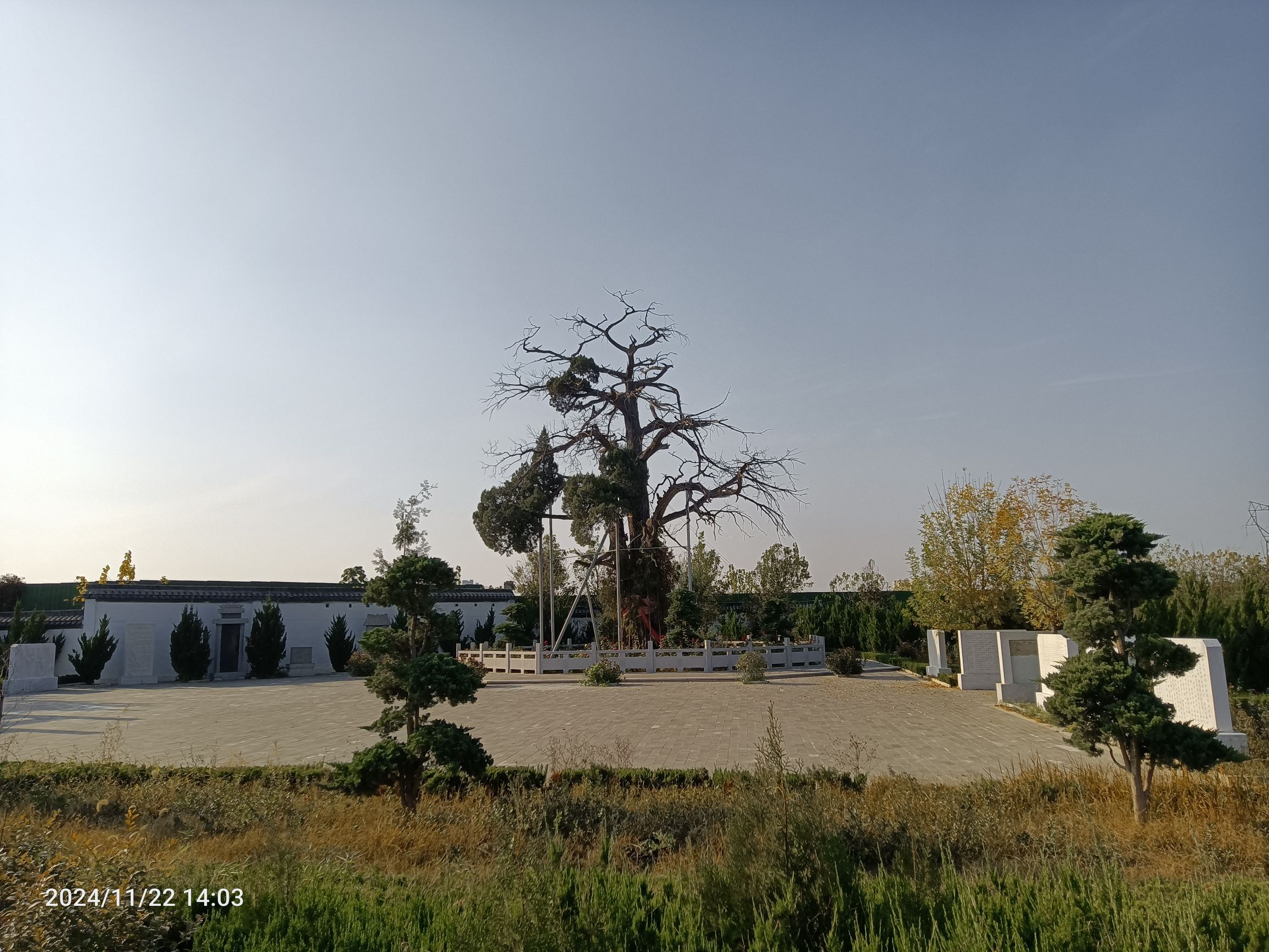 五样松旅行图片 1