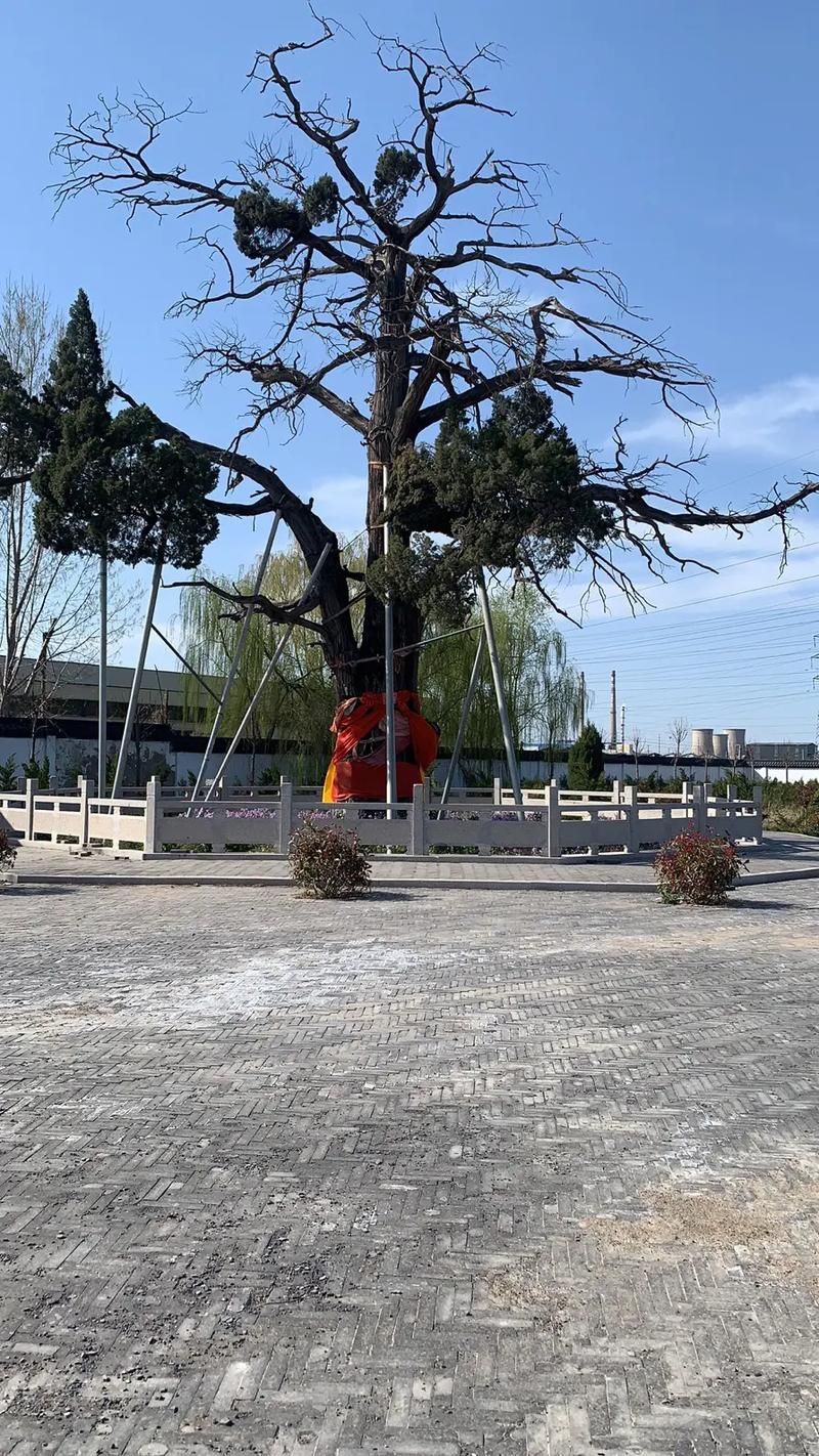 五样松旅行图片 1