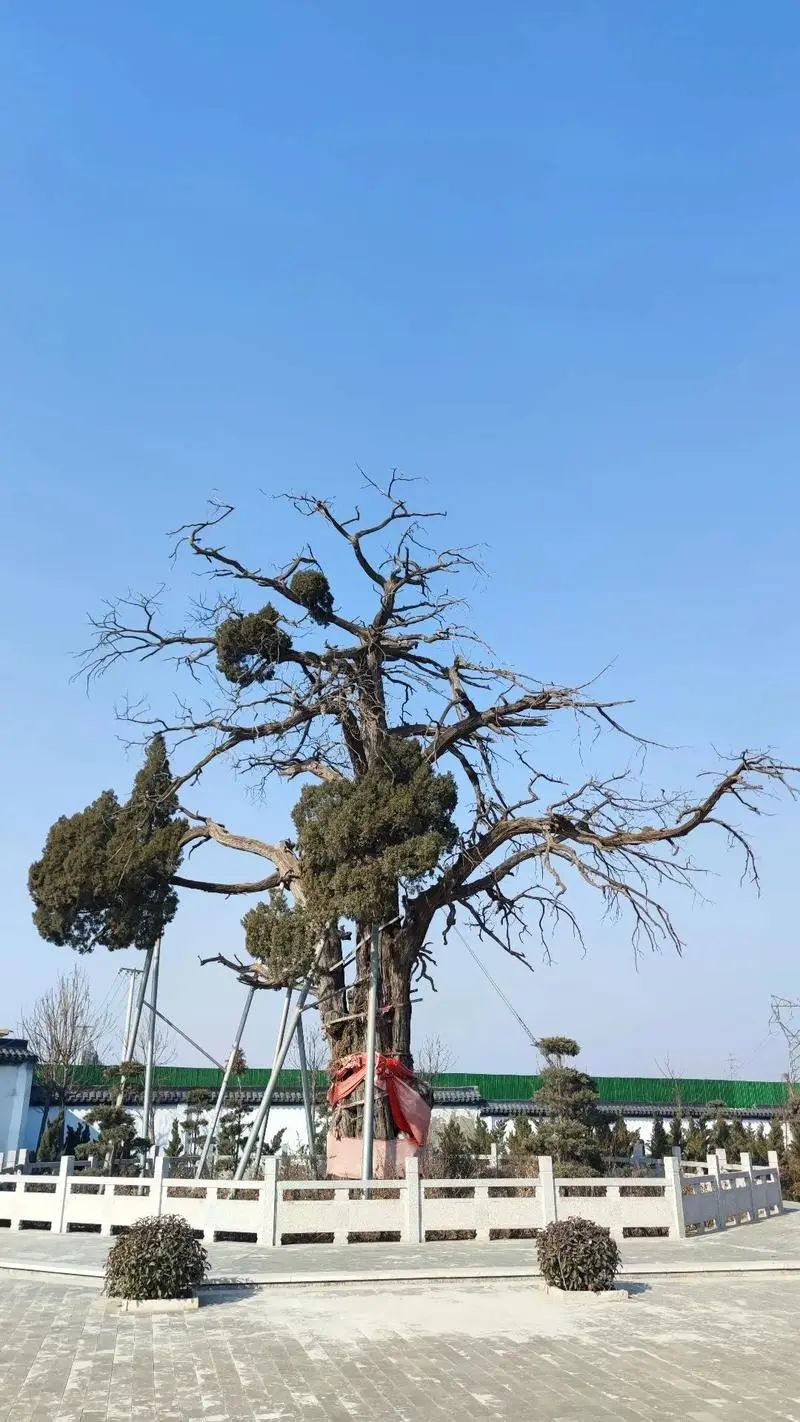 五样松旅行图片 2