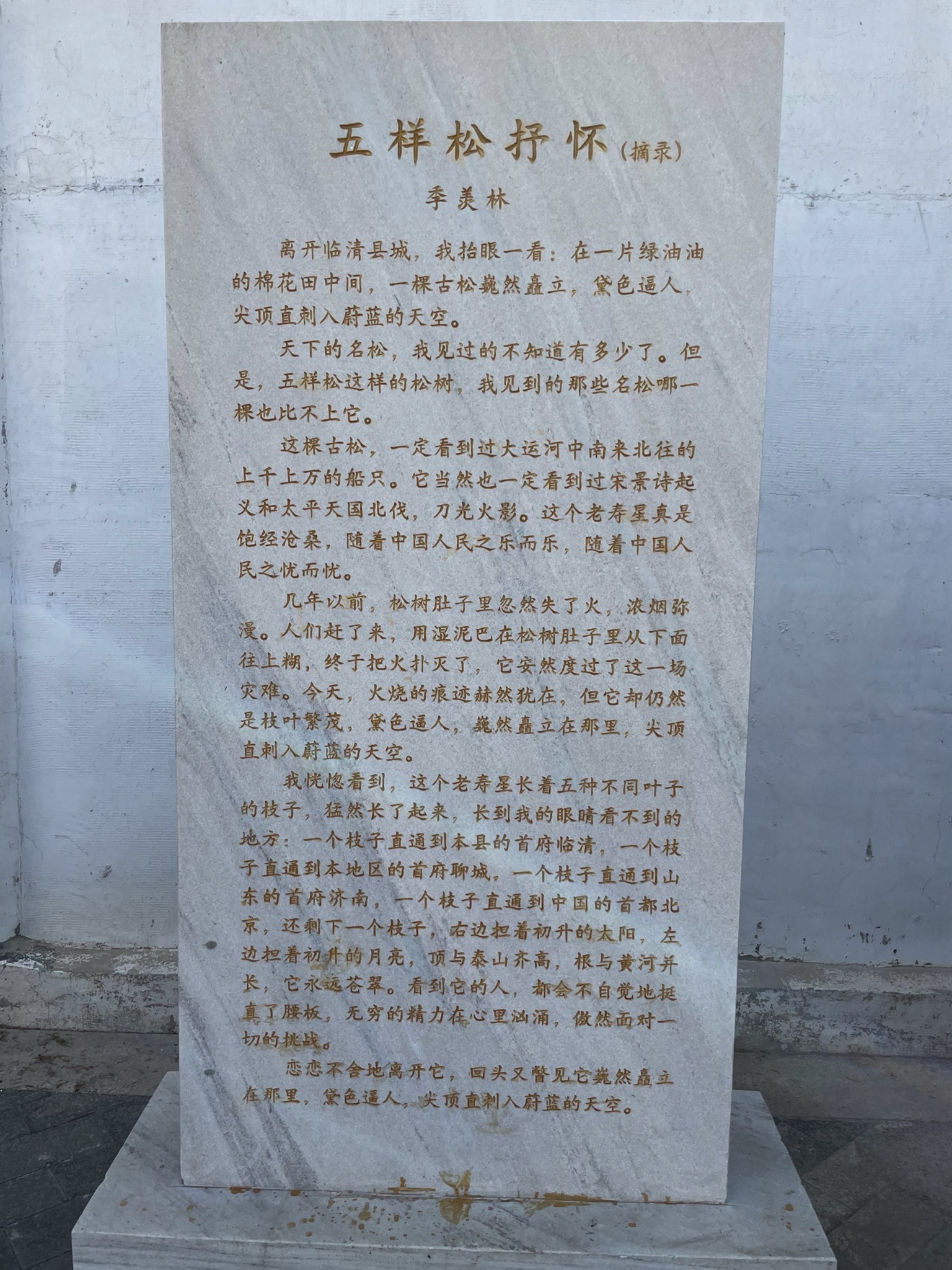 五样松旅行图片 1