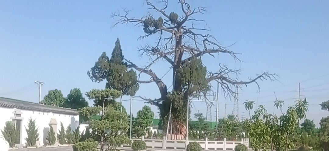 五样松