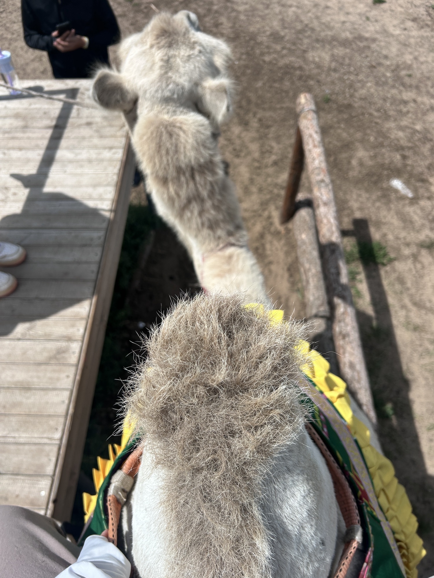 甘丹驼城游牧文化景区旅行图片 1