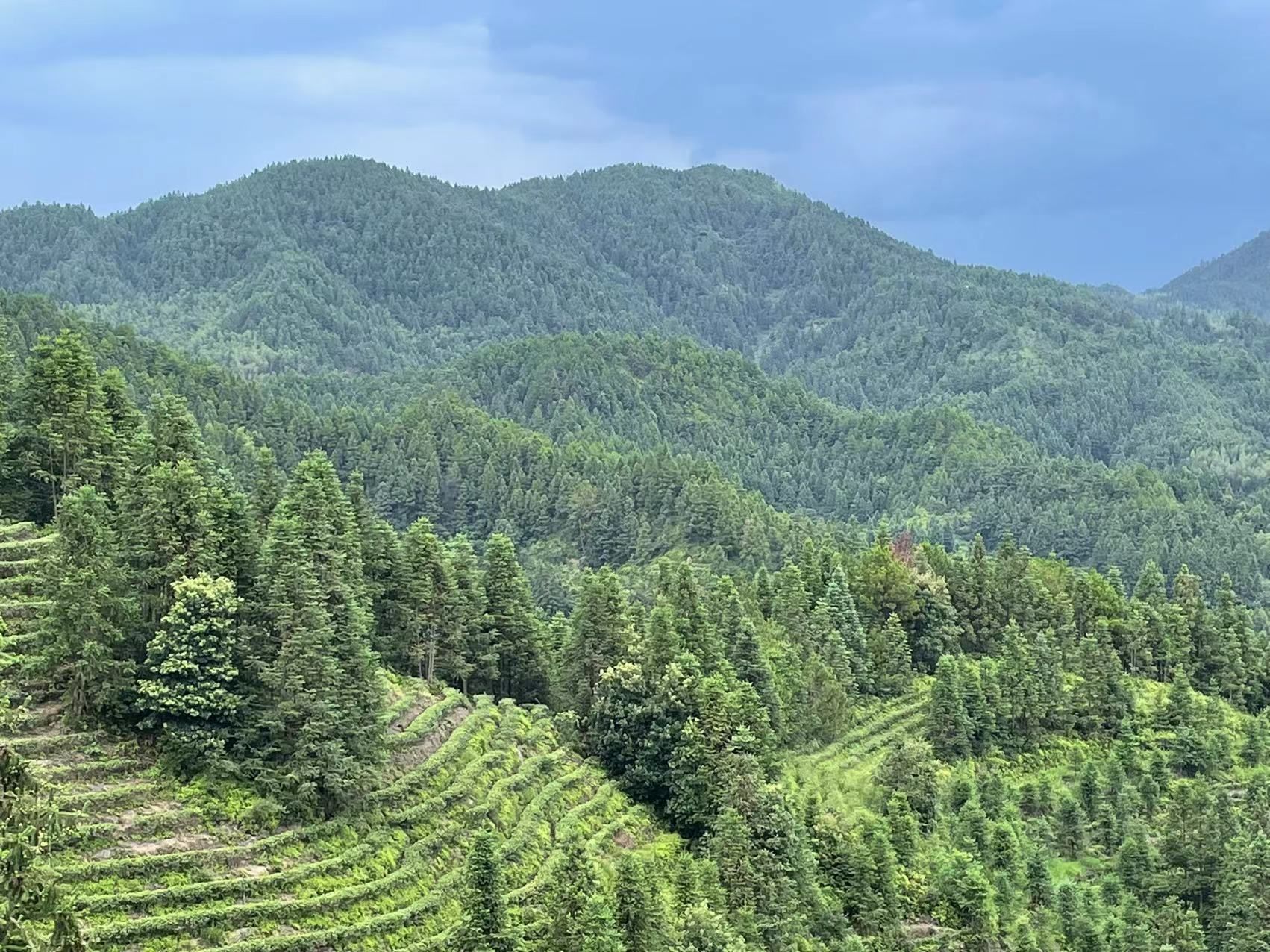 万亩玲珑茶叶观光园旅行图片 3