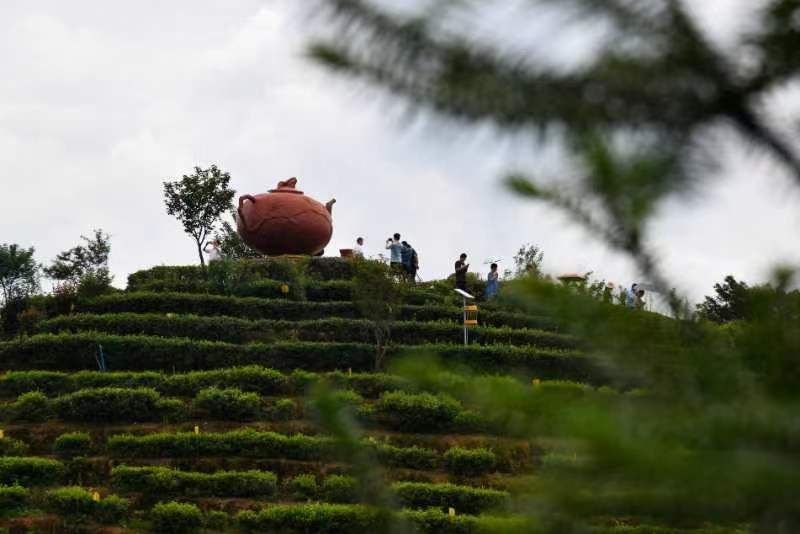 万亩玲珑茶叶观光园旅行图片 2