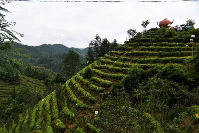 万亩玲珑茶叶观光园旅行图片 1
