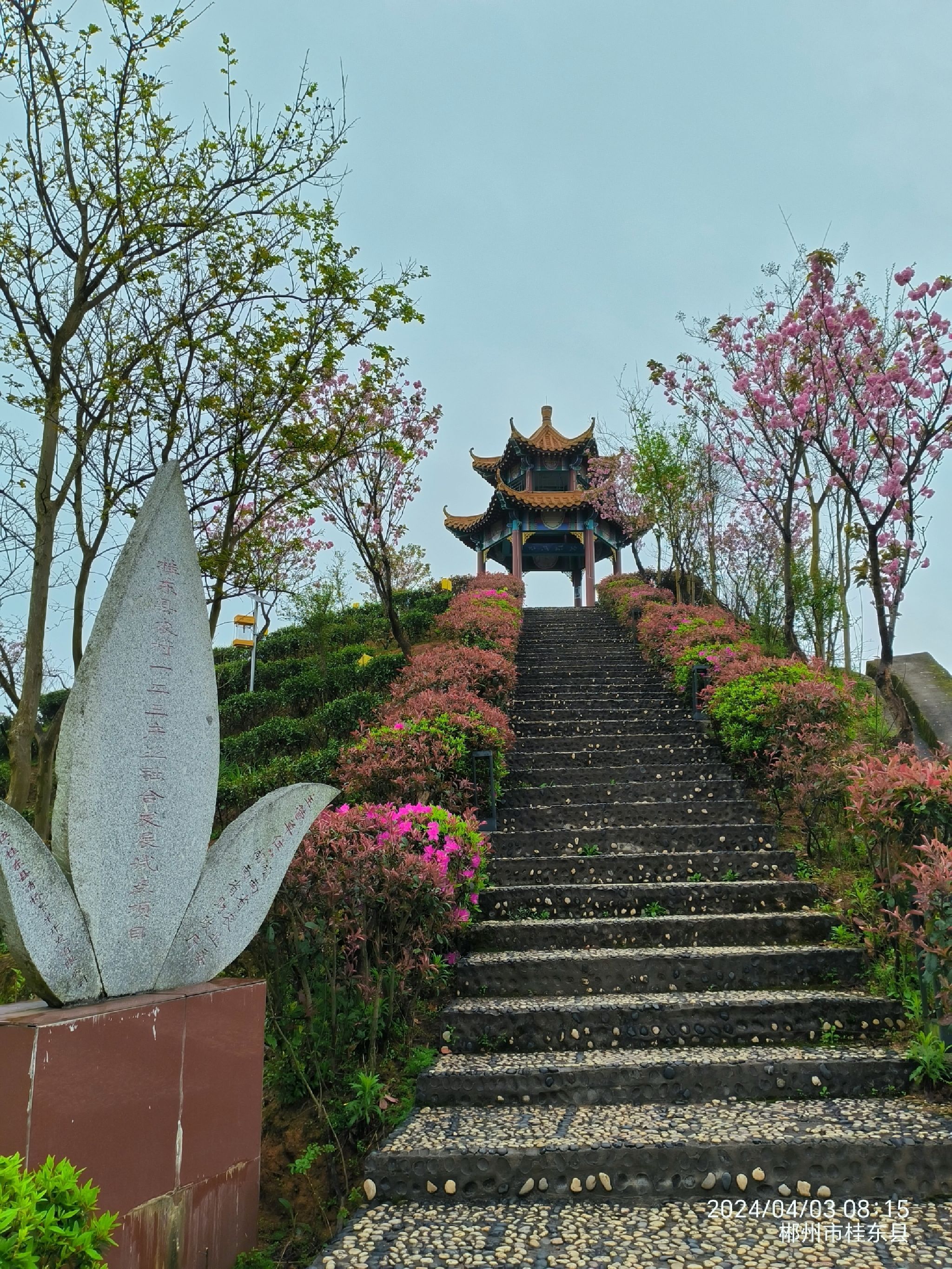 万亩玲珑茶叶观光园旅行图片 2