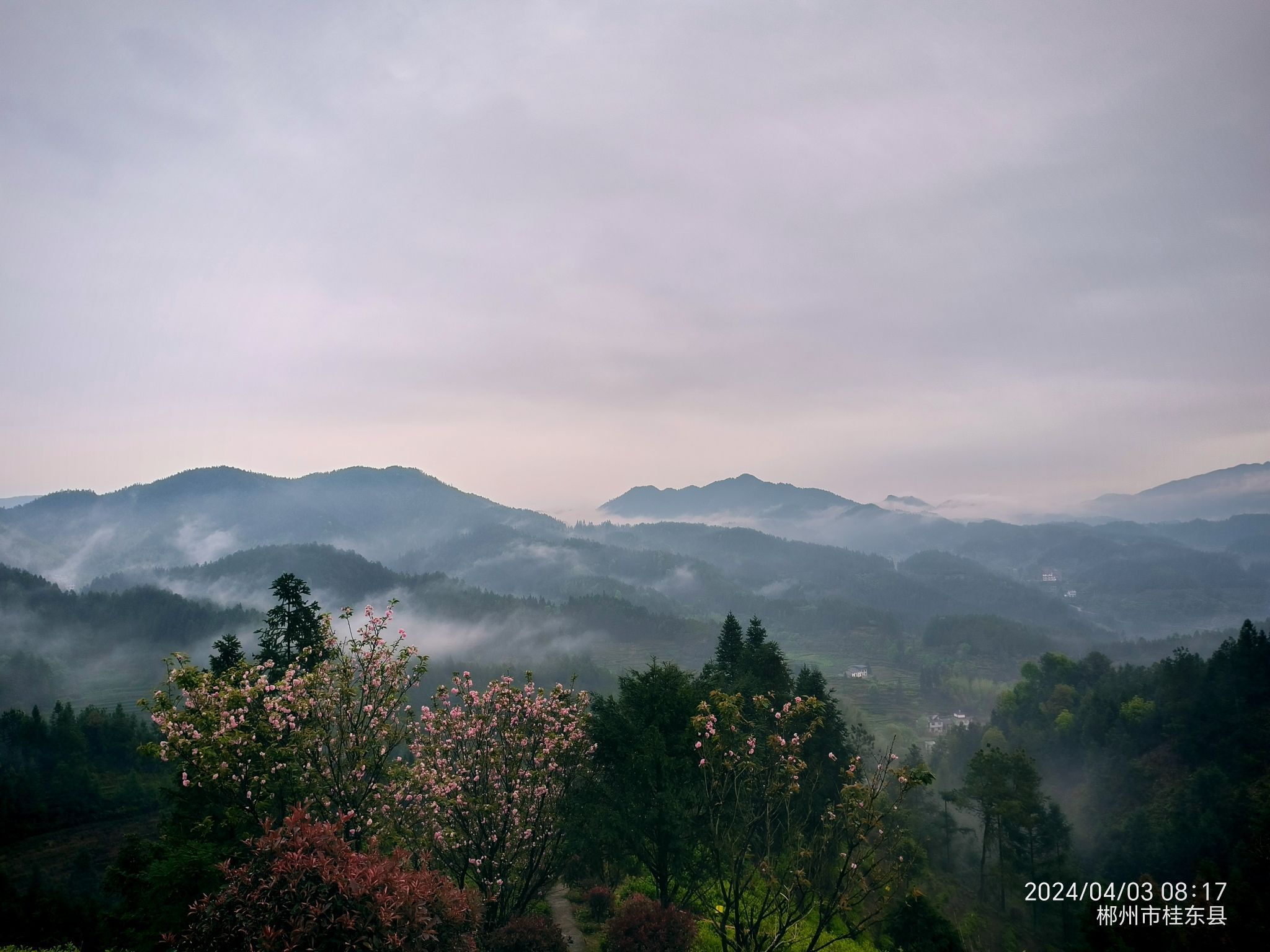 万亩玲珑茶叶观光园旅行图片 1