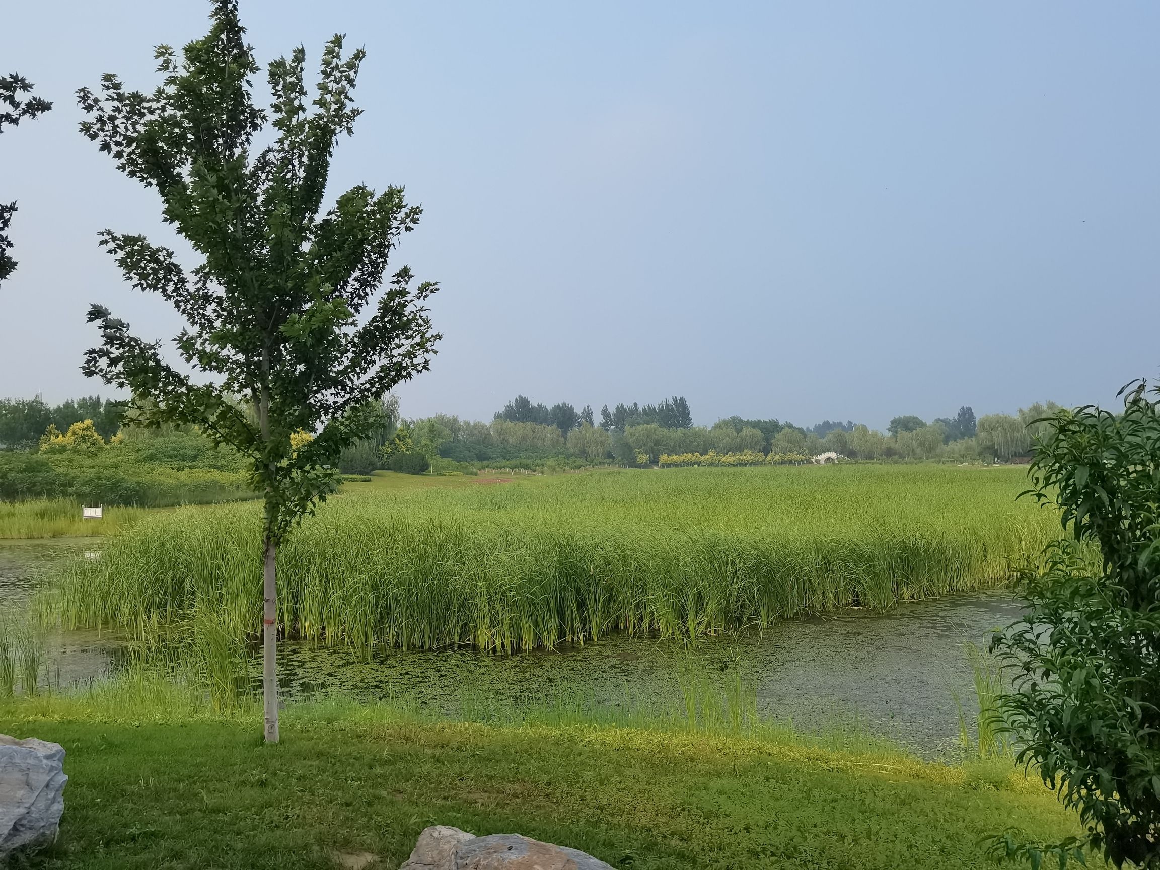 抚宁湿地公园旅行图片 1
