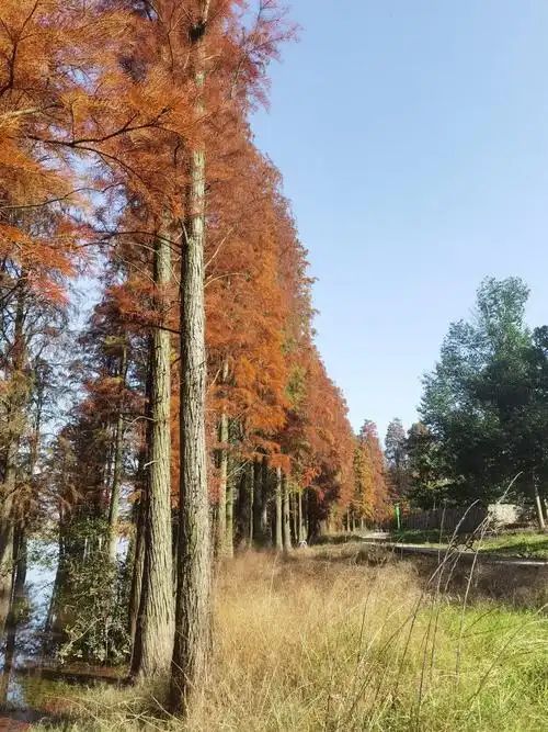 抚州市植物园旅行图片 2
