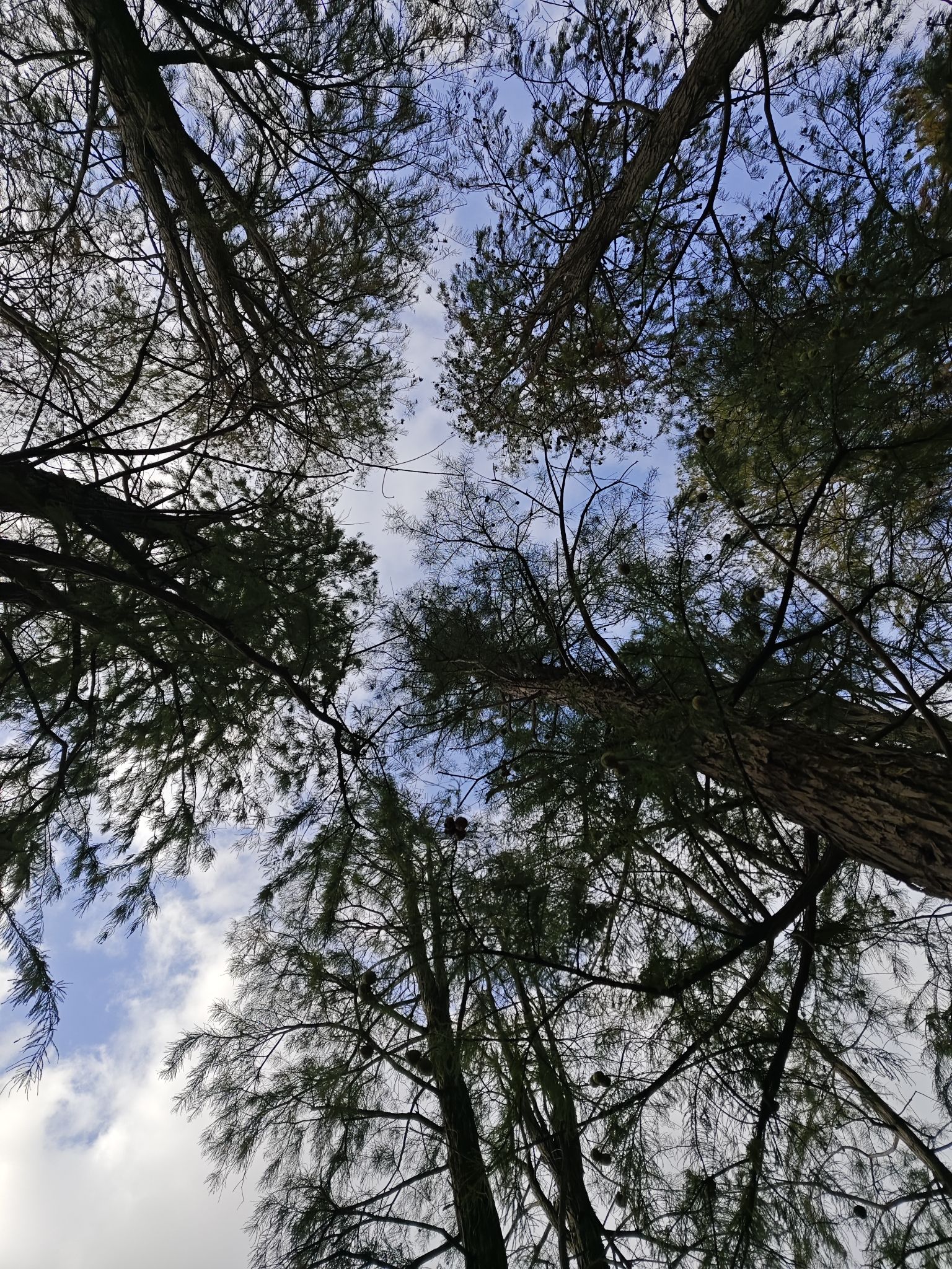 抚州市植物园旅行图片 2