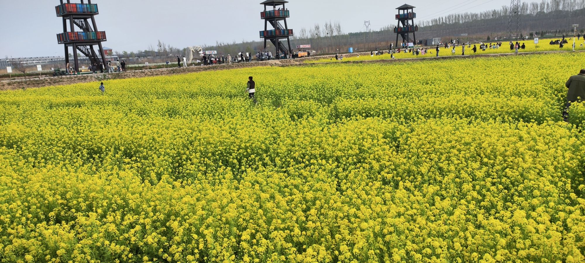 稻香花海景区旅行图片 2
