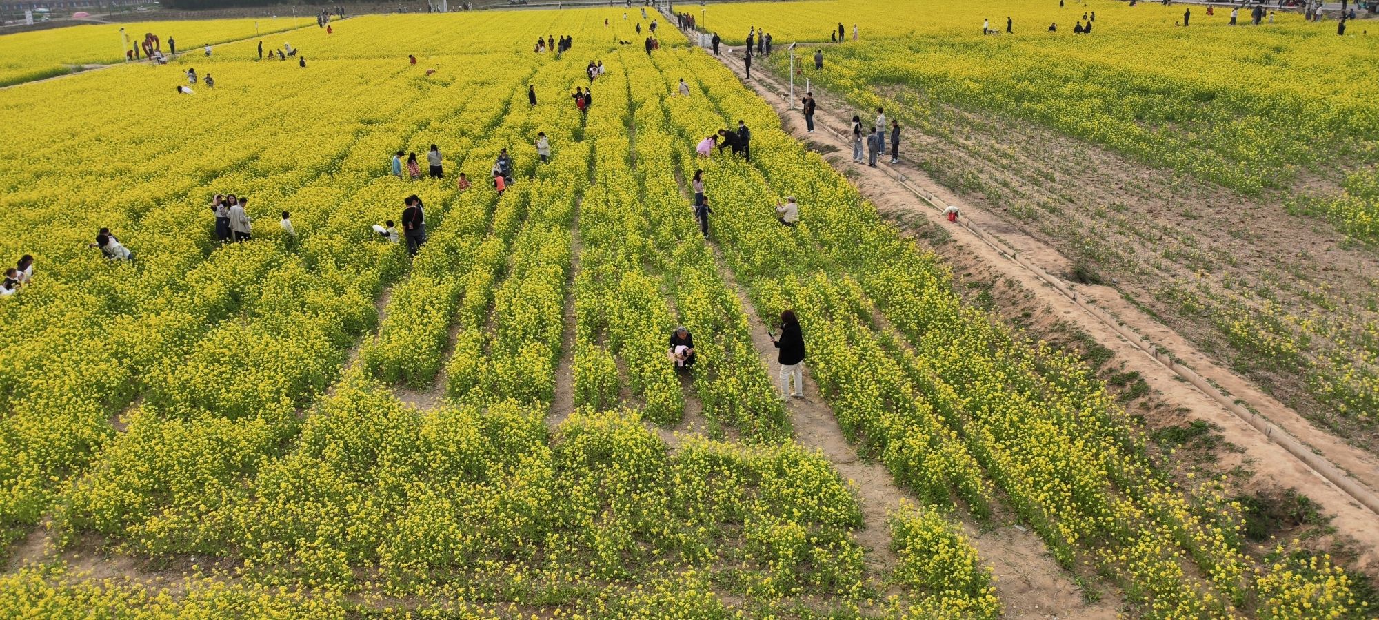 稻香花海景区旅行图片 1