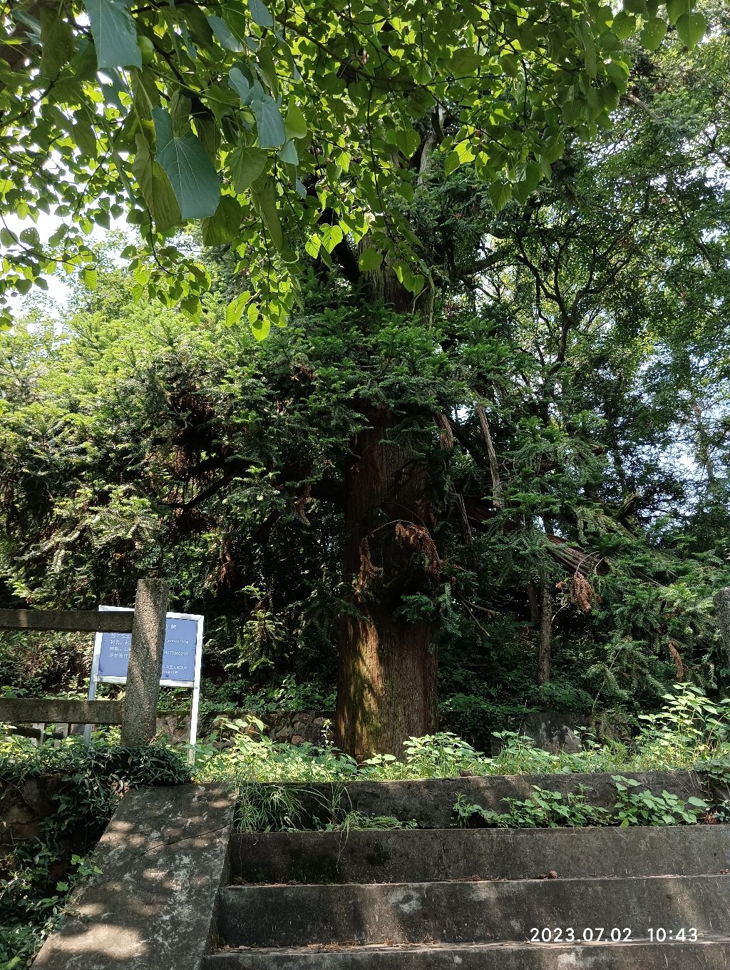 安徽省一级古树杉木旅行图片 3