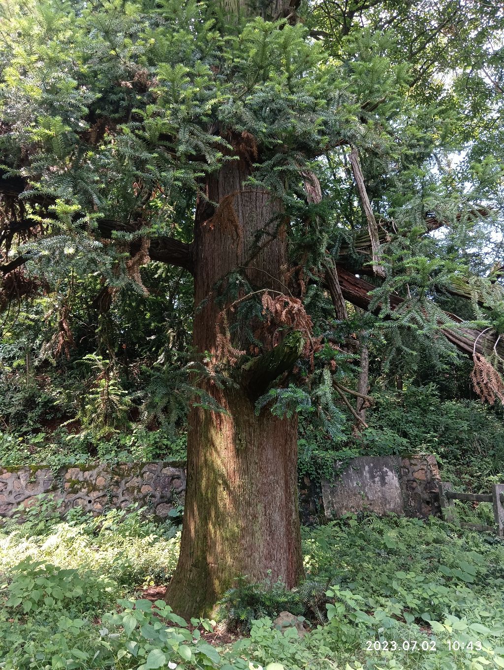 安徽省一级古树杉木旅行图片 2