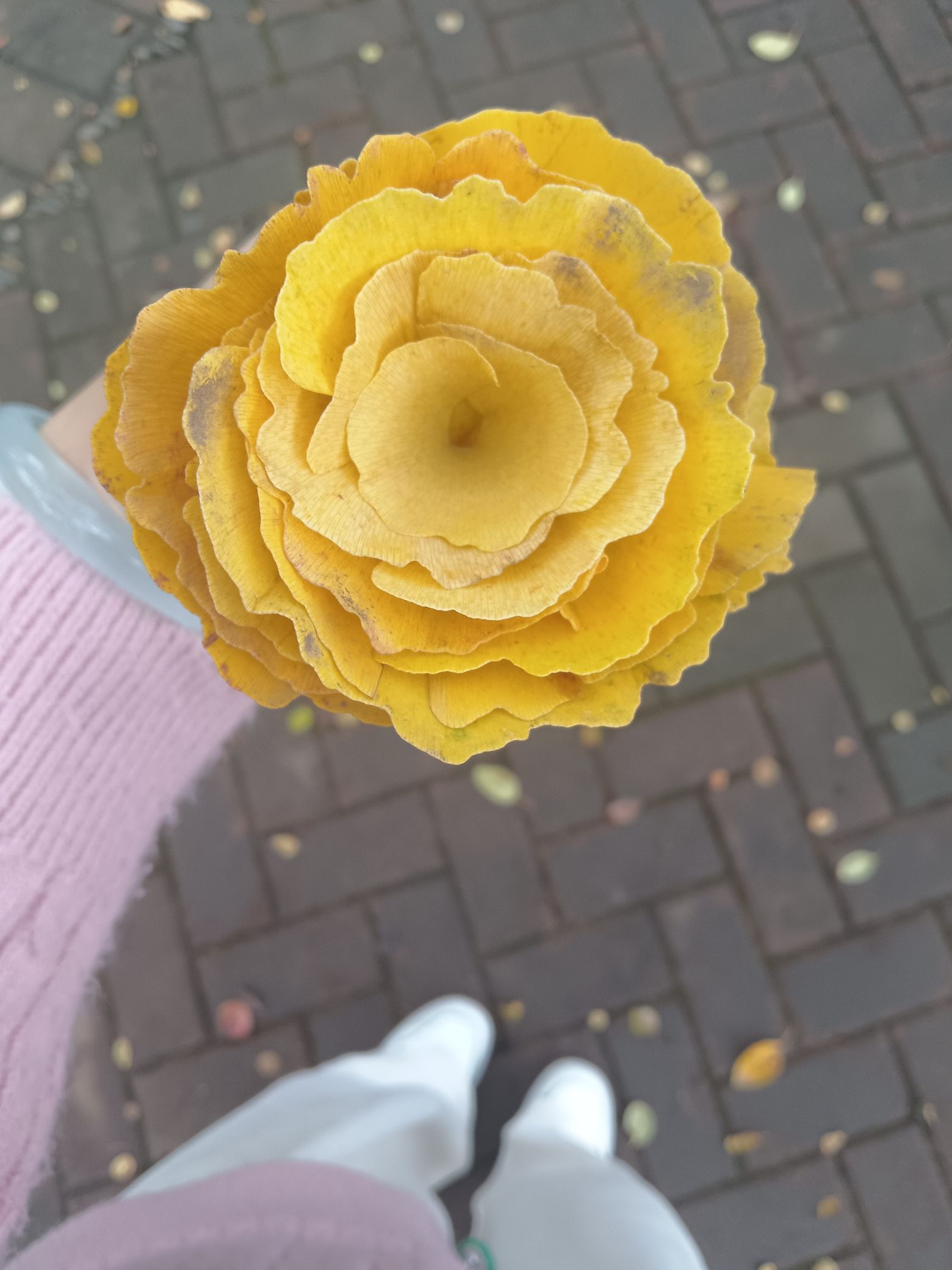 洛阳城市阳台旅行图片 2