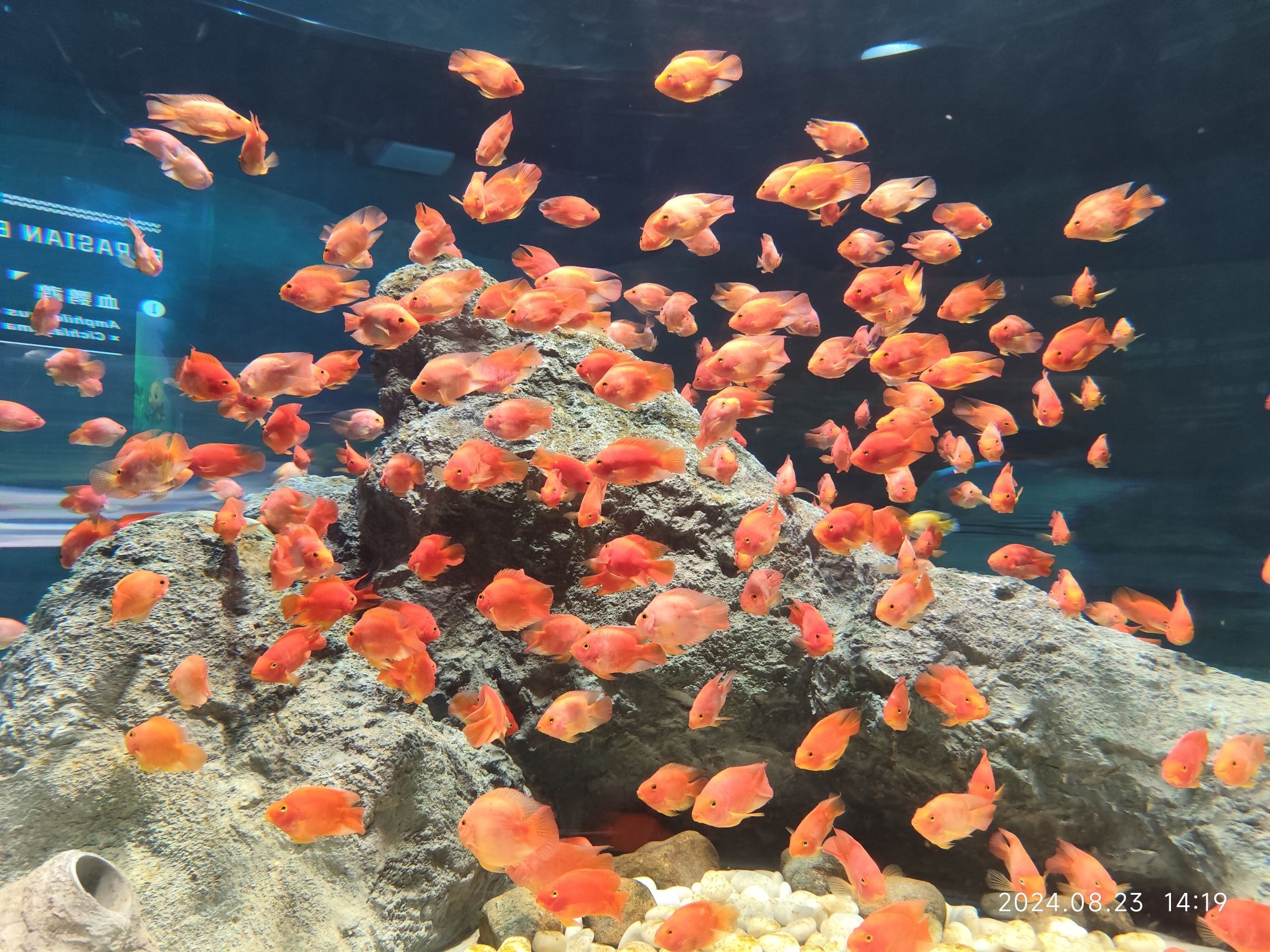 浙东淡水鱼馆旅行图片 3