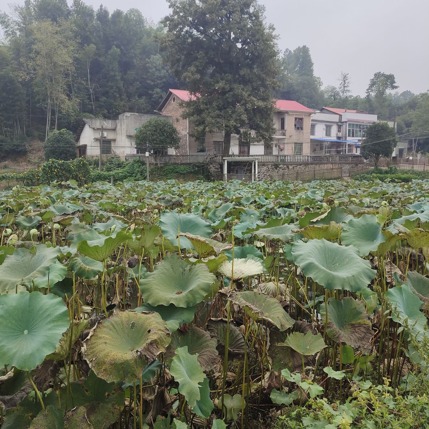 石门坊水井旅行图片 2