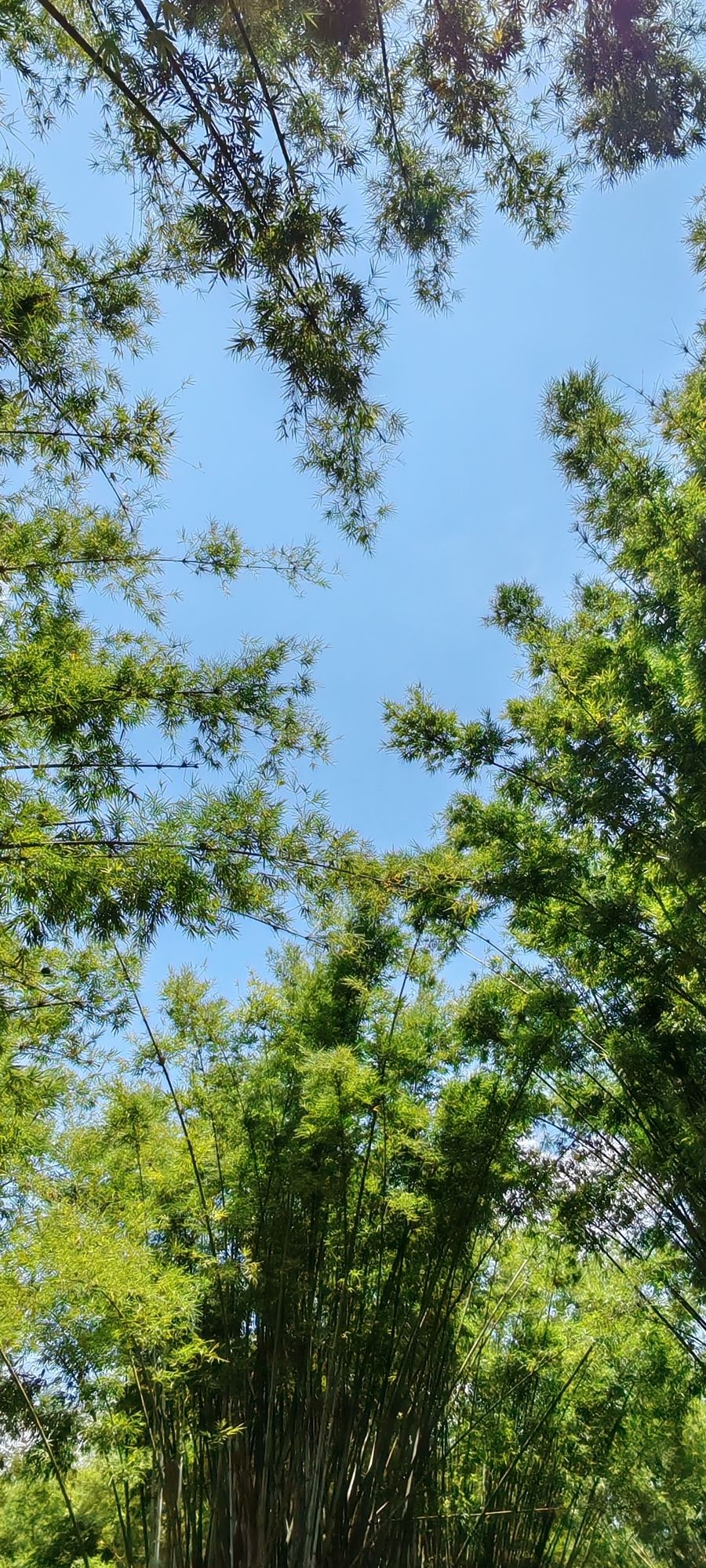 北甘竹溪公园旅行图片 1