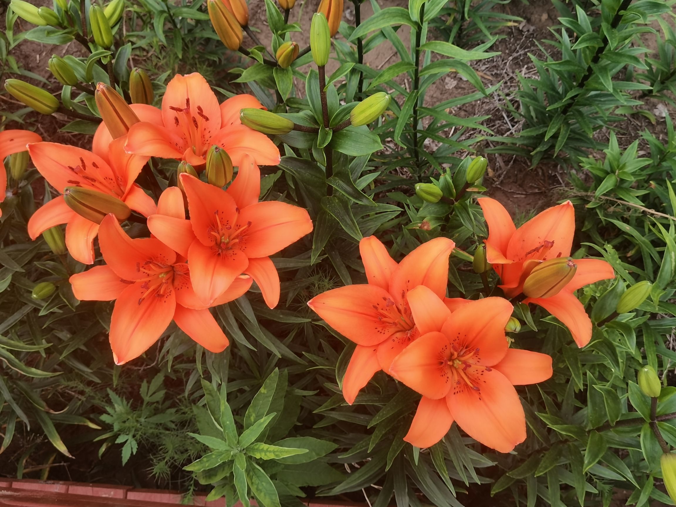 霓裳花谷(暂停开放)旅行图片 2