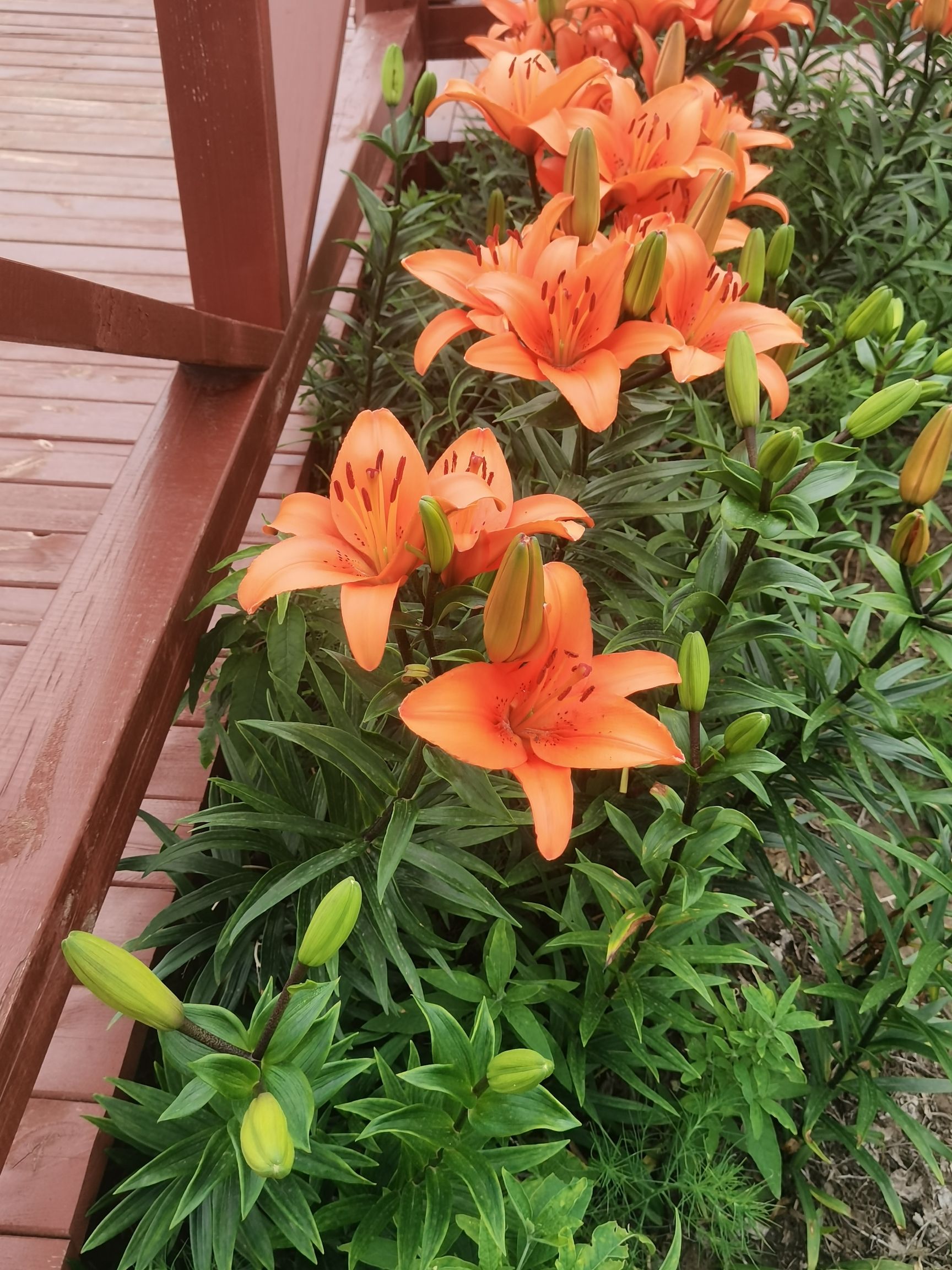 霓裳花谷(暂停开放)旅行图片 1