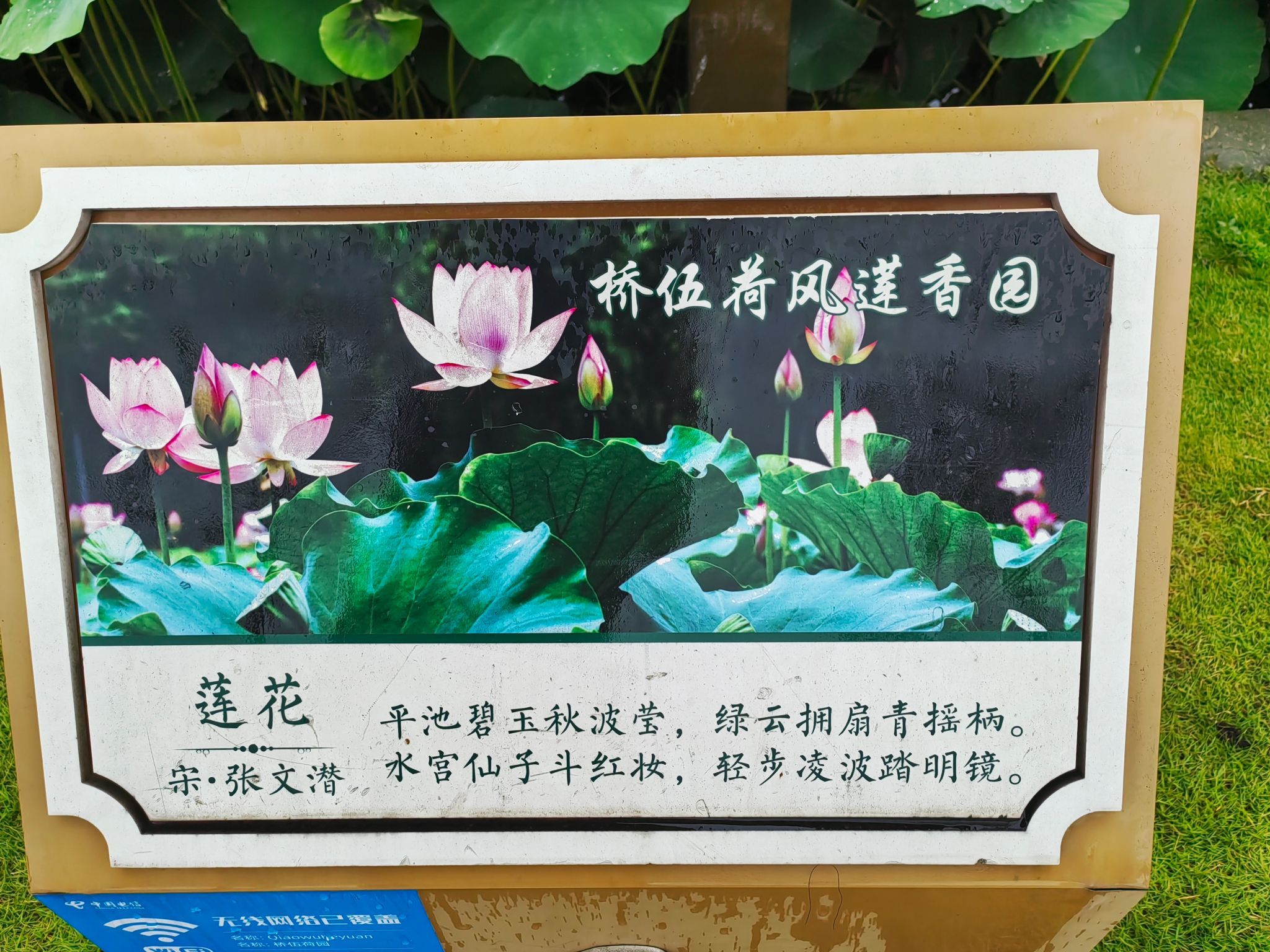 桥伍荷花园旅行图片 1