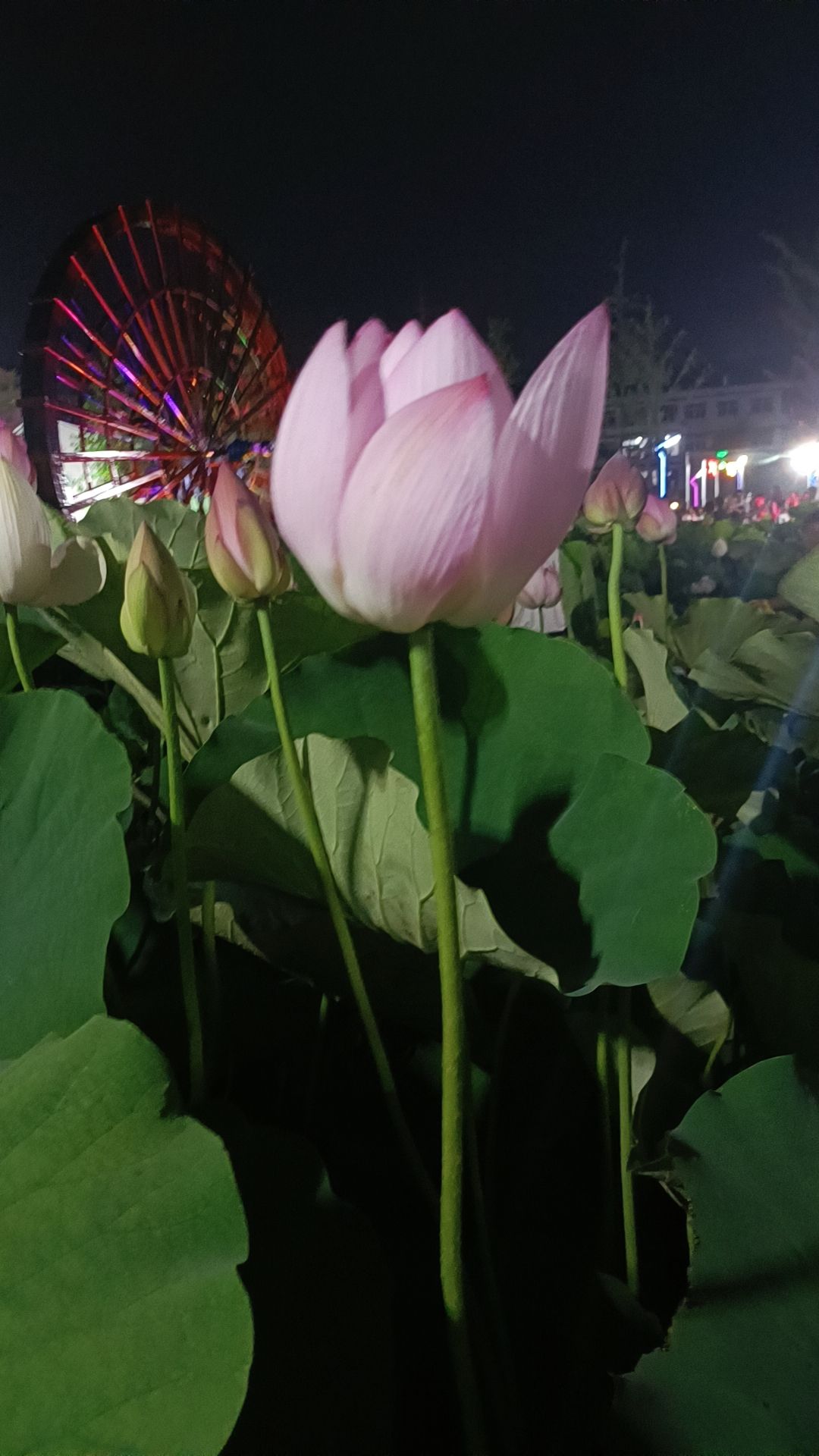 桥伍荷花园旅行图片 1