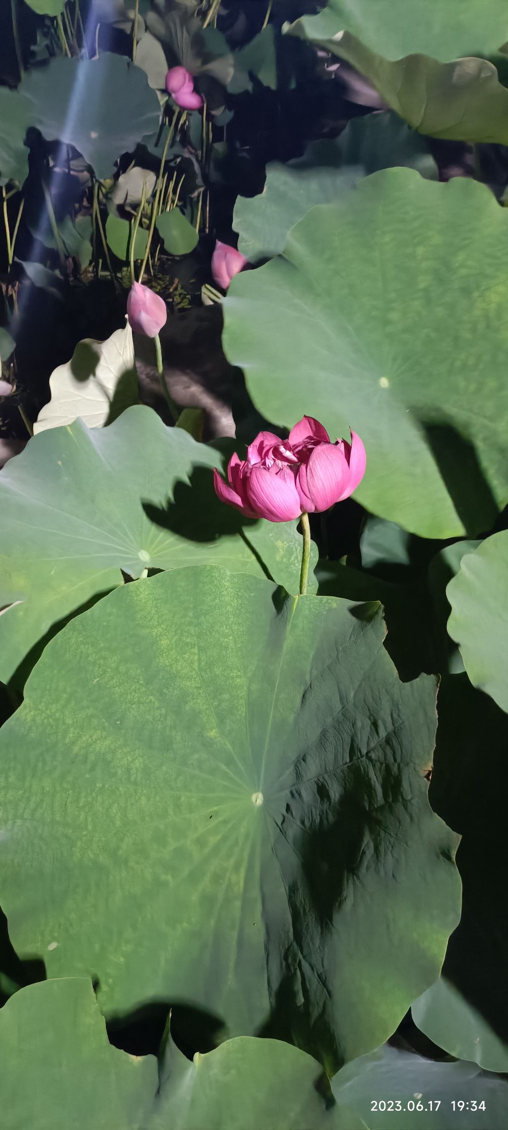 桥伍荷花园旅行图片 2