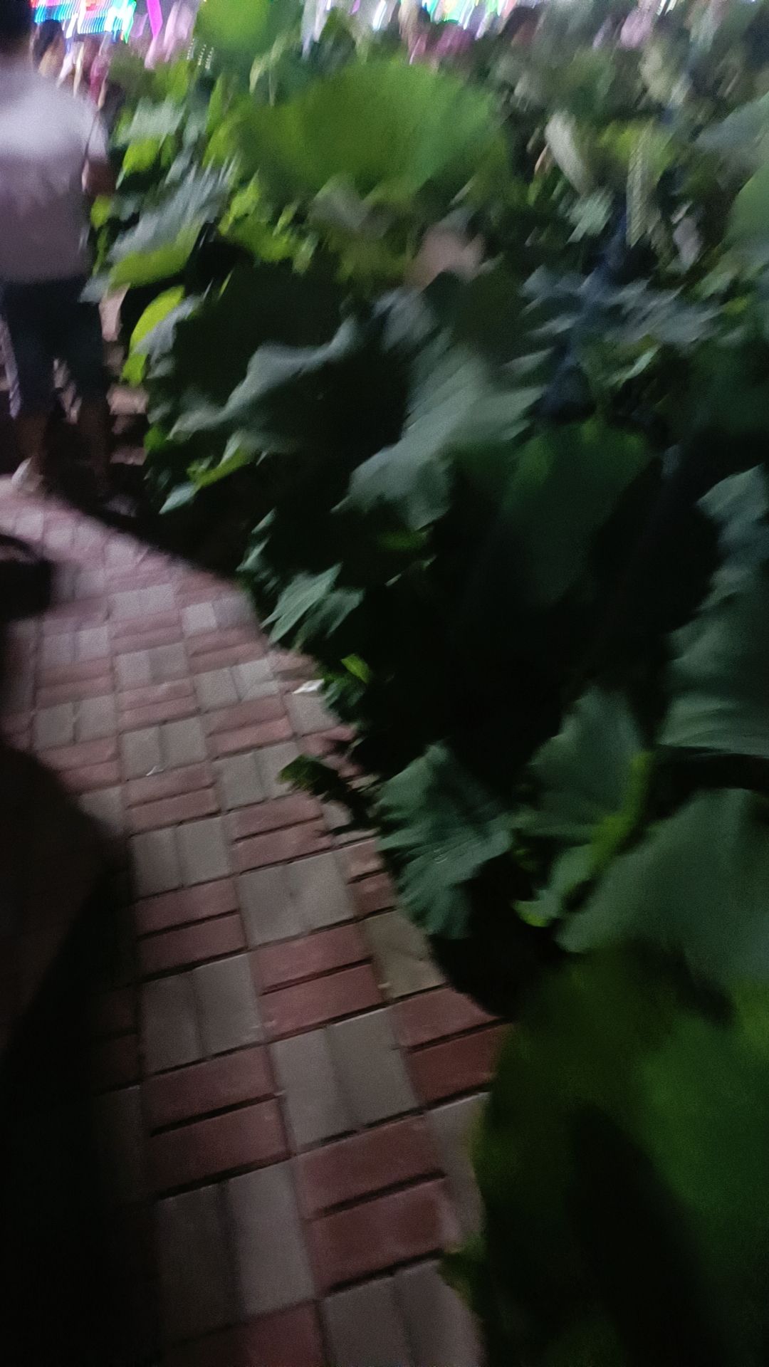 桥伍荷花园旅行图片 3