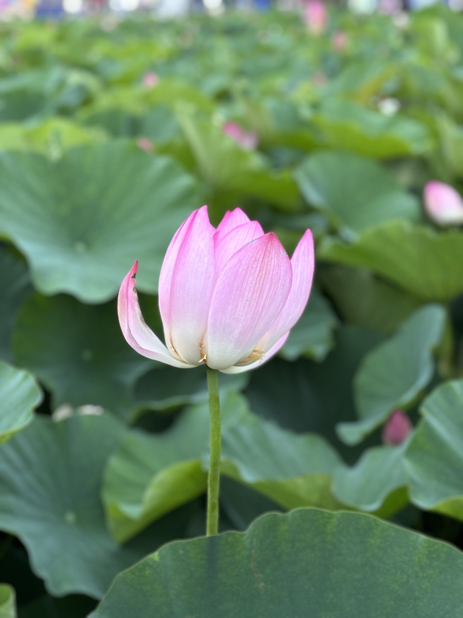桥伍荷花园旅行图片 2