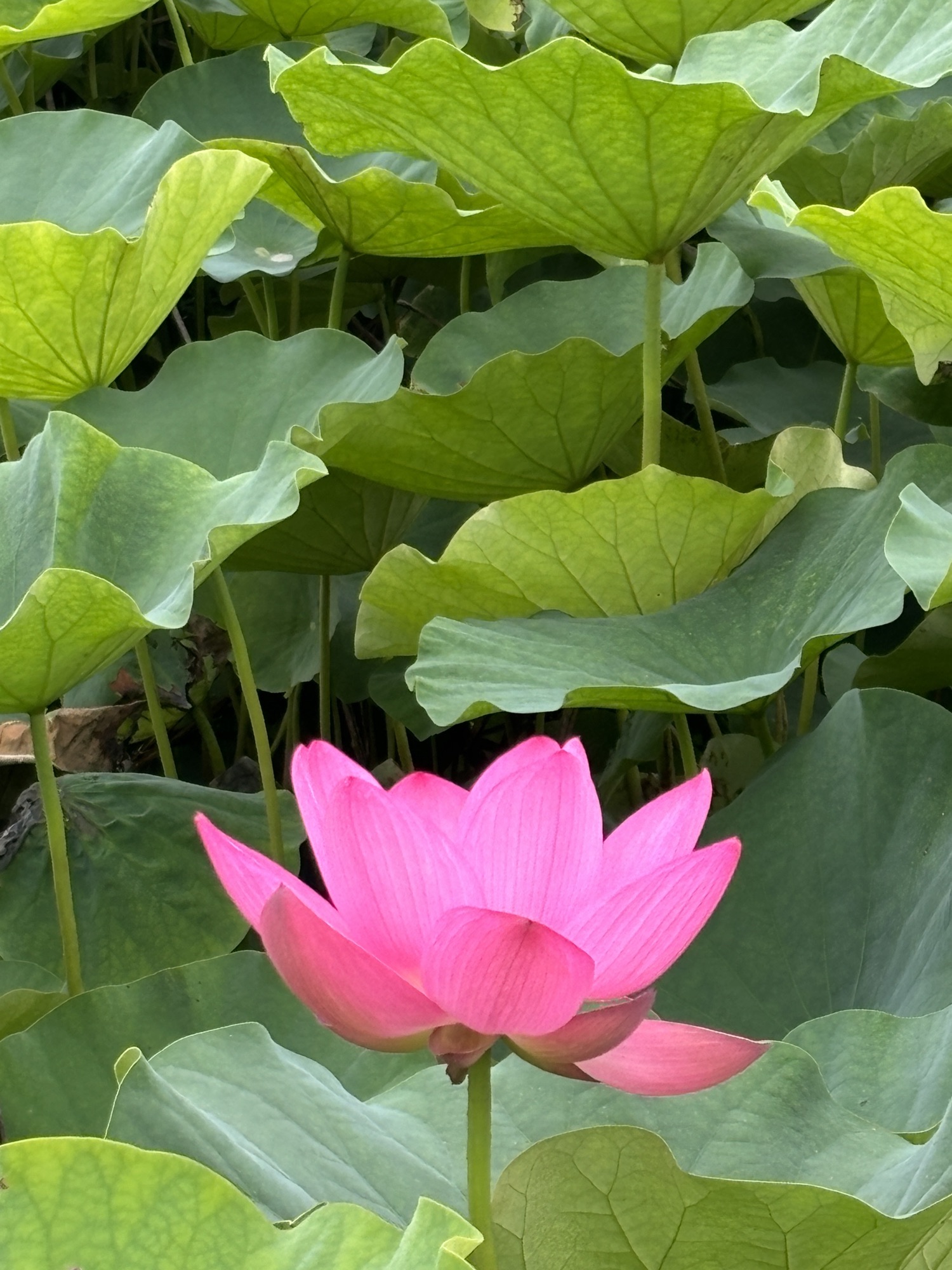 桥伍荷花园旅行图片 3