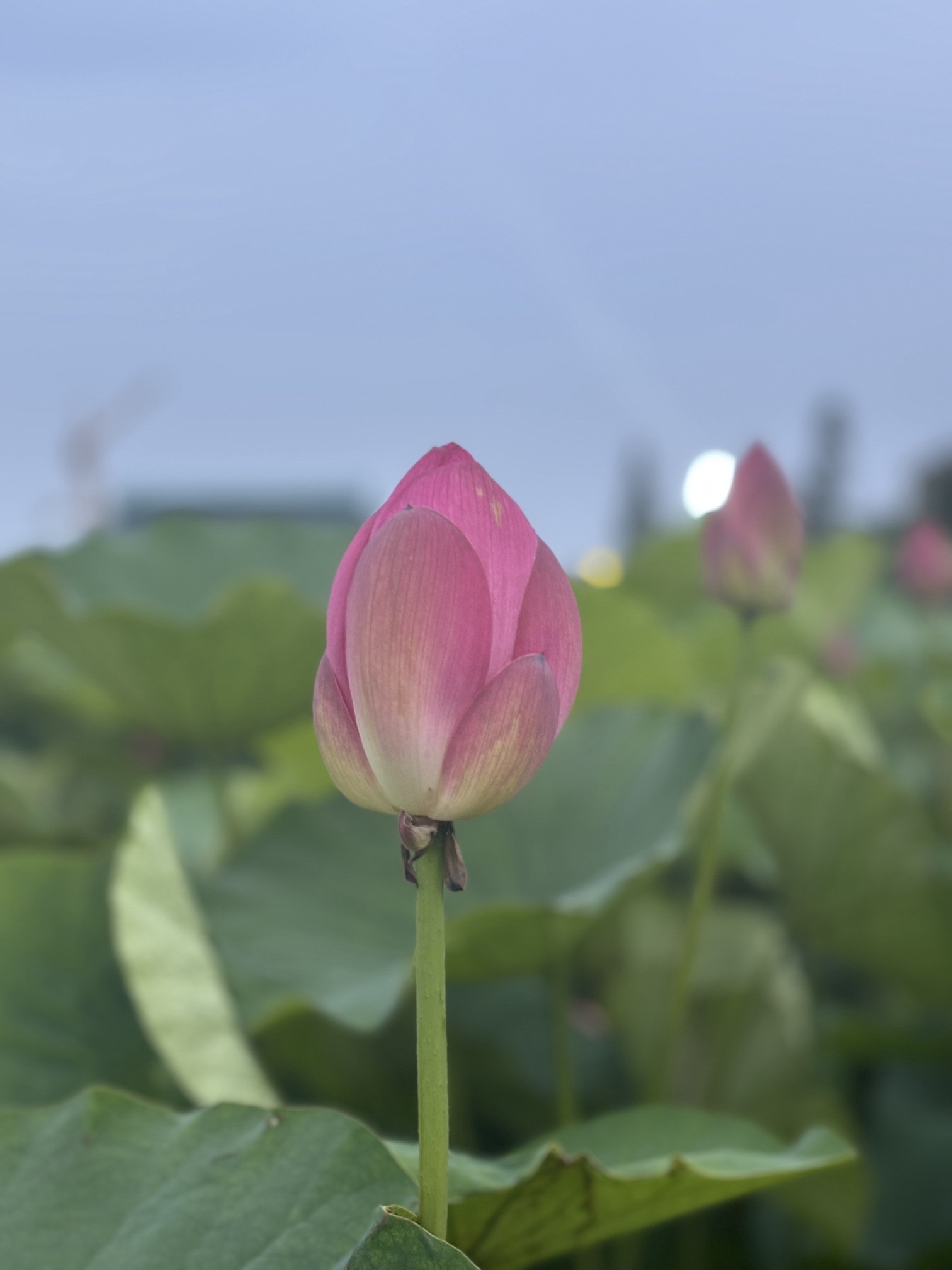 桥伍荷花园旅行图片 1