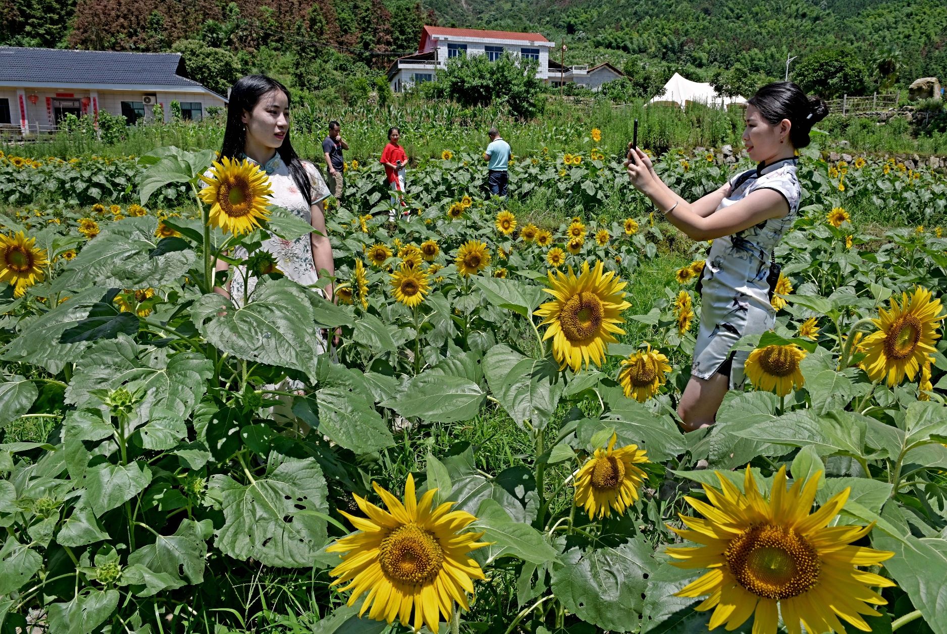 凤凰山公园旅行图片 3