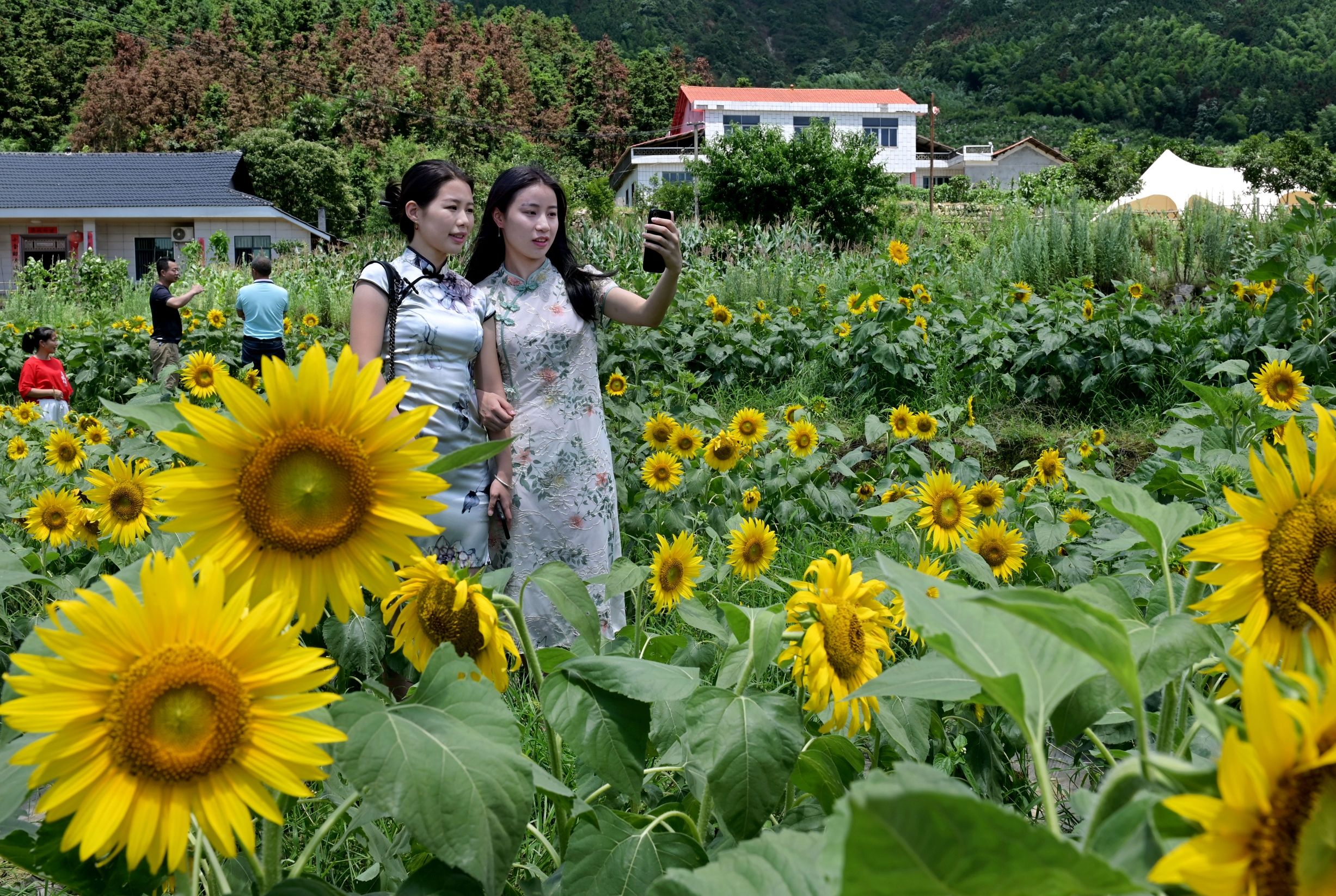 凤凰山公园旅行图片 2