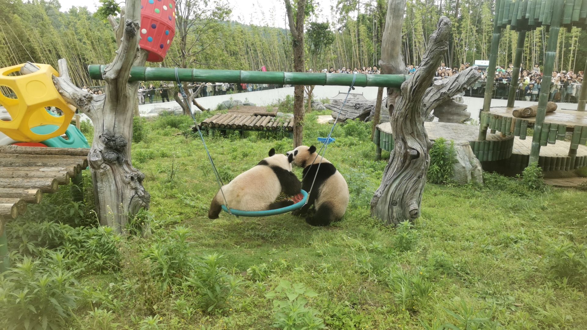 岳阳中华大熊猫苑旅行图片 3