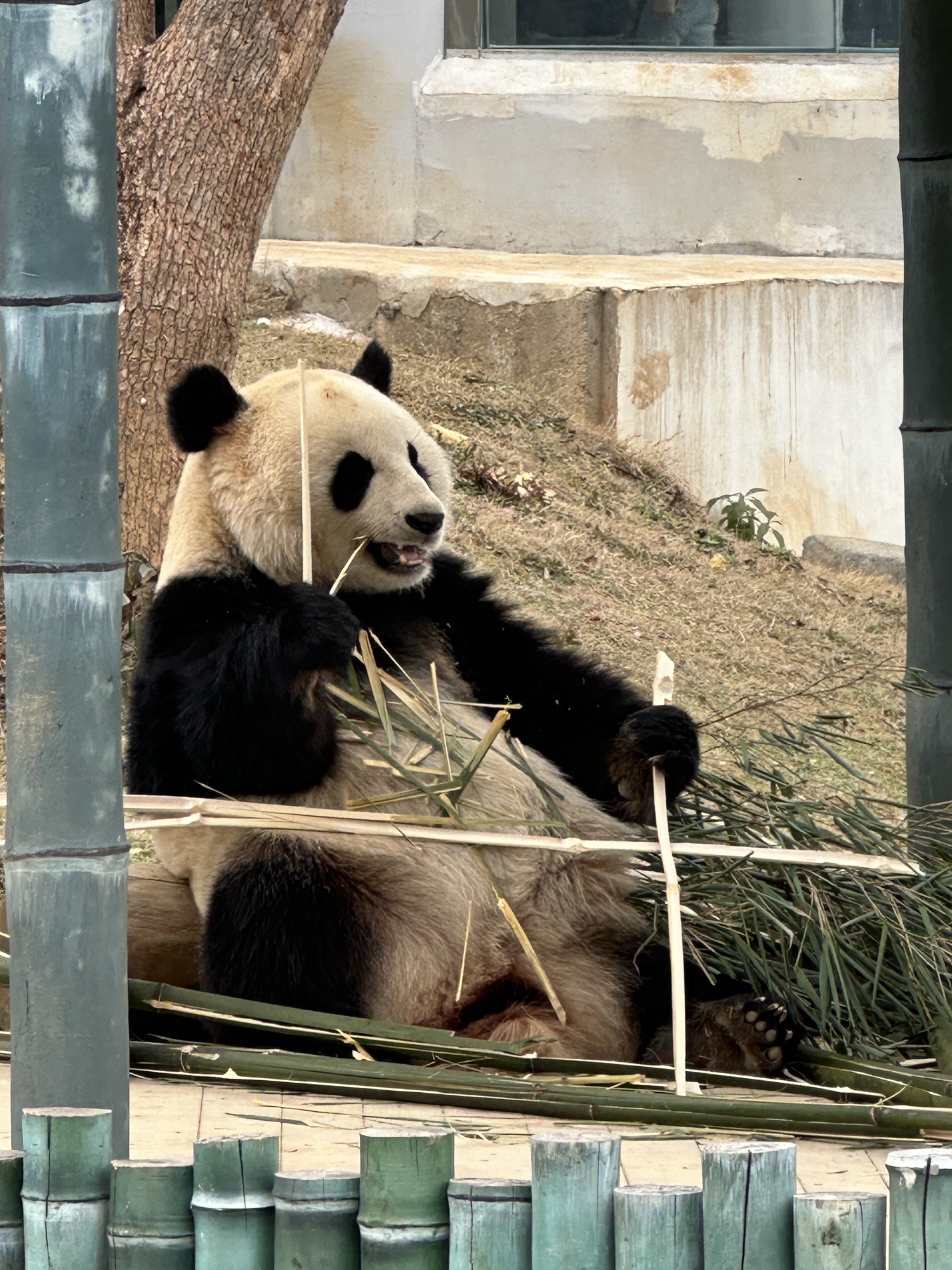 岳阳中华大熊猫苑旅行图片 3
