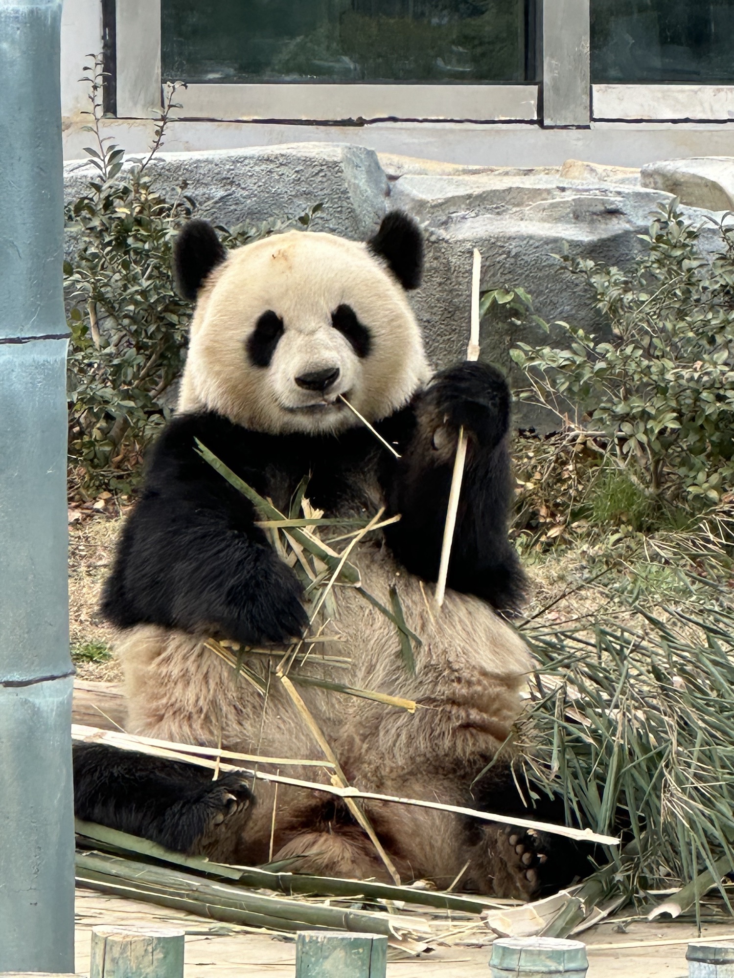 岳阳中华大熊猫苑旅行图片 2