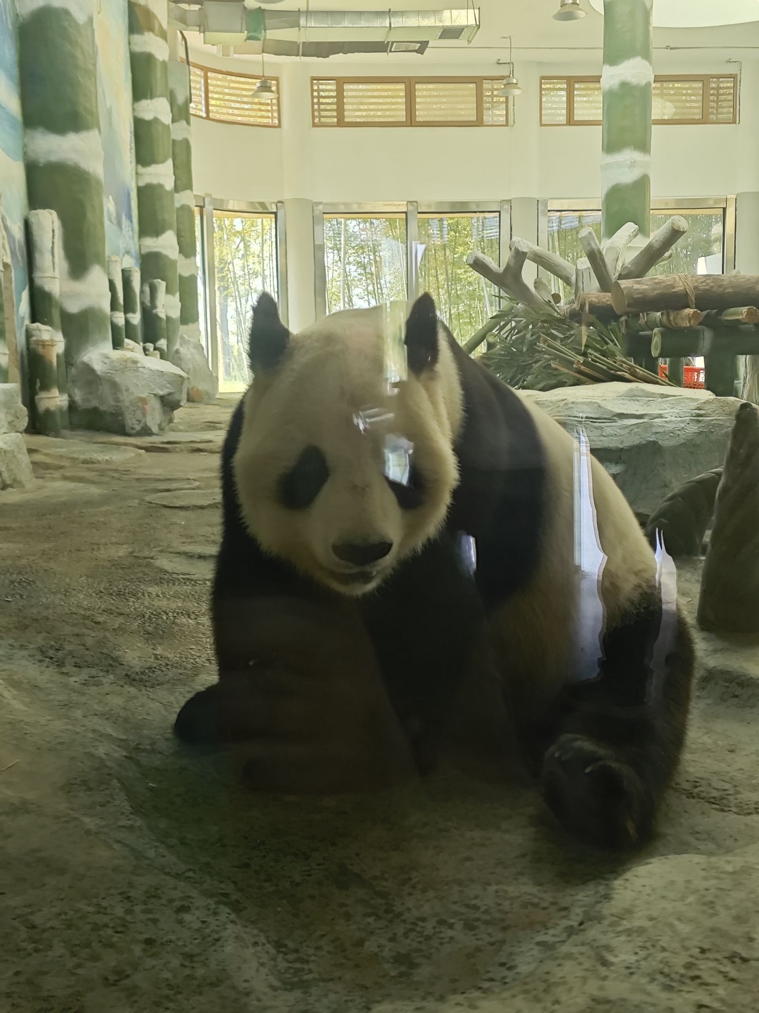 岳阳中华大熊猫苑旅行图片 3