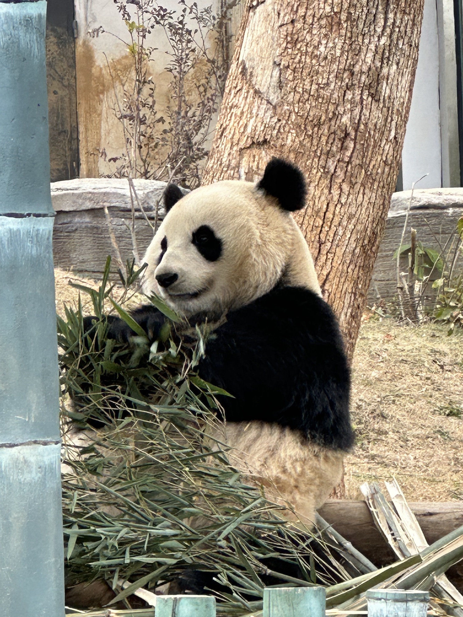 岳阳中华大熊猫苑旅行图片 1