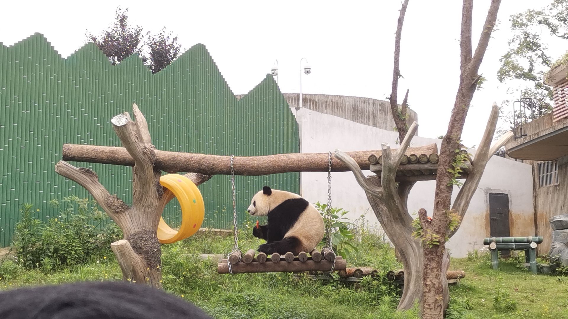 岳阳中华大熊猫苑旅行图片 2