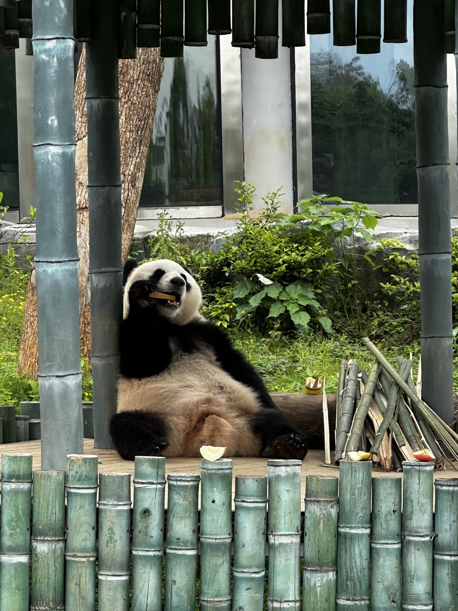 岳阳中华大熊猫苑旅行图片 2