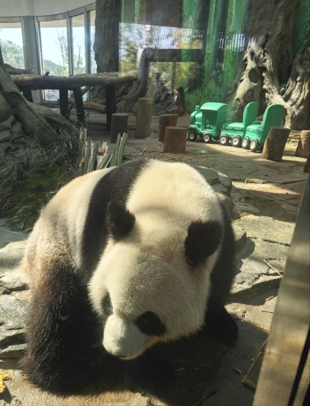 岳阳中华大熊猫苑旅行图片 1