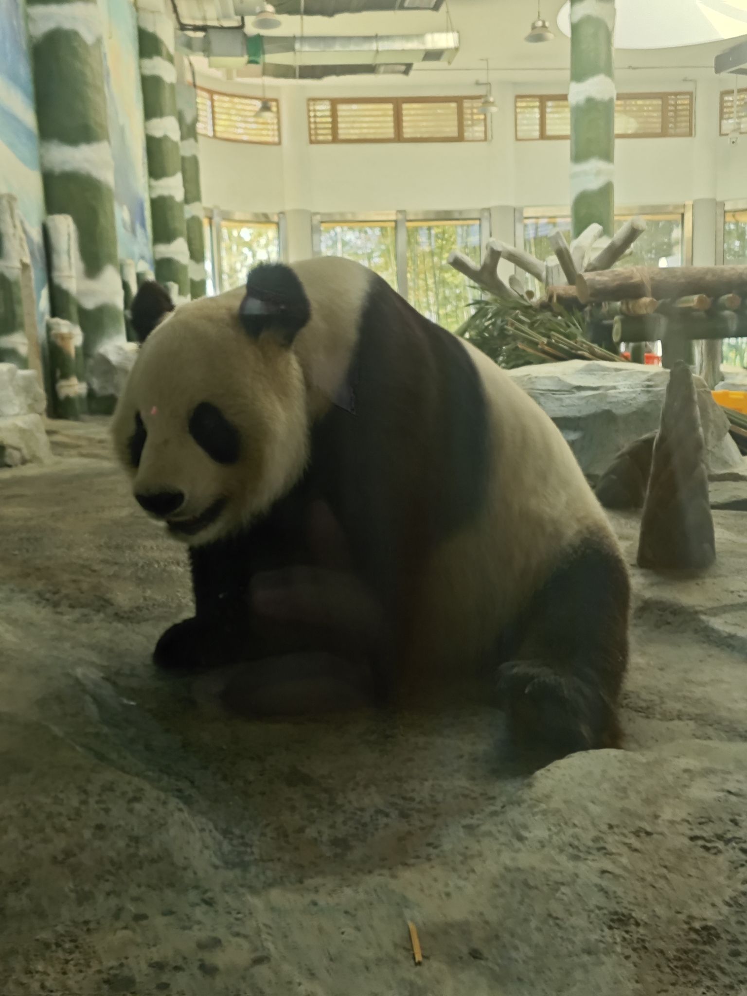 岳阳中华大熊猫苑旅行图片 2