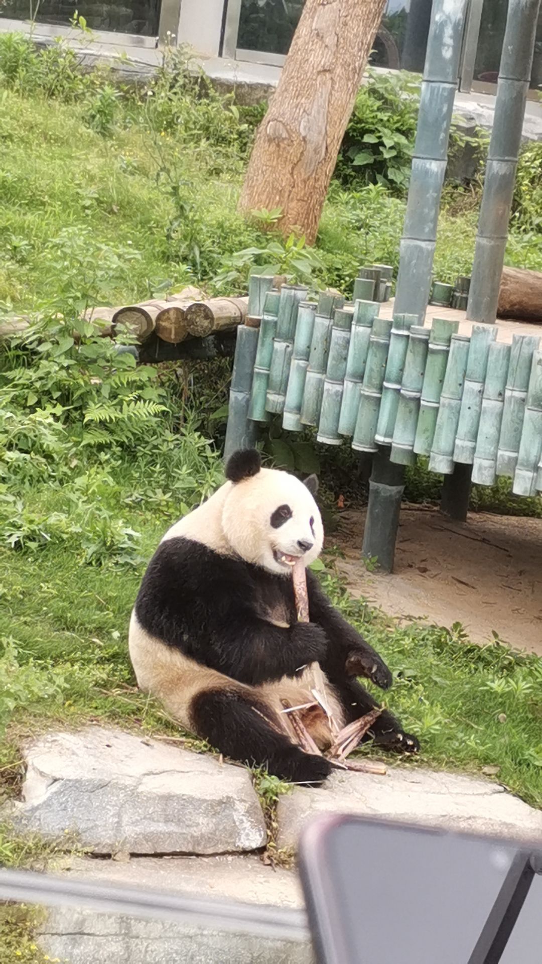 岳阳中华大熊猫苑旅行图片 1