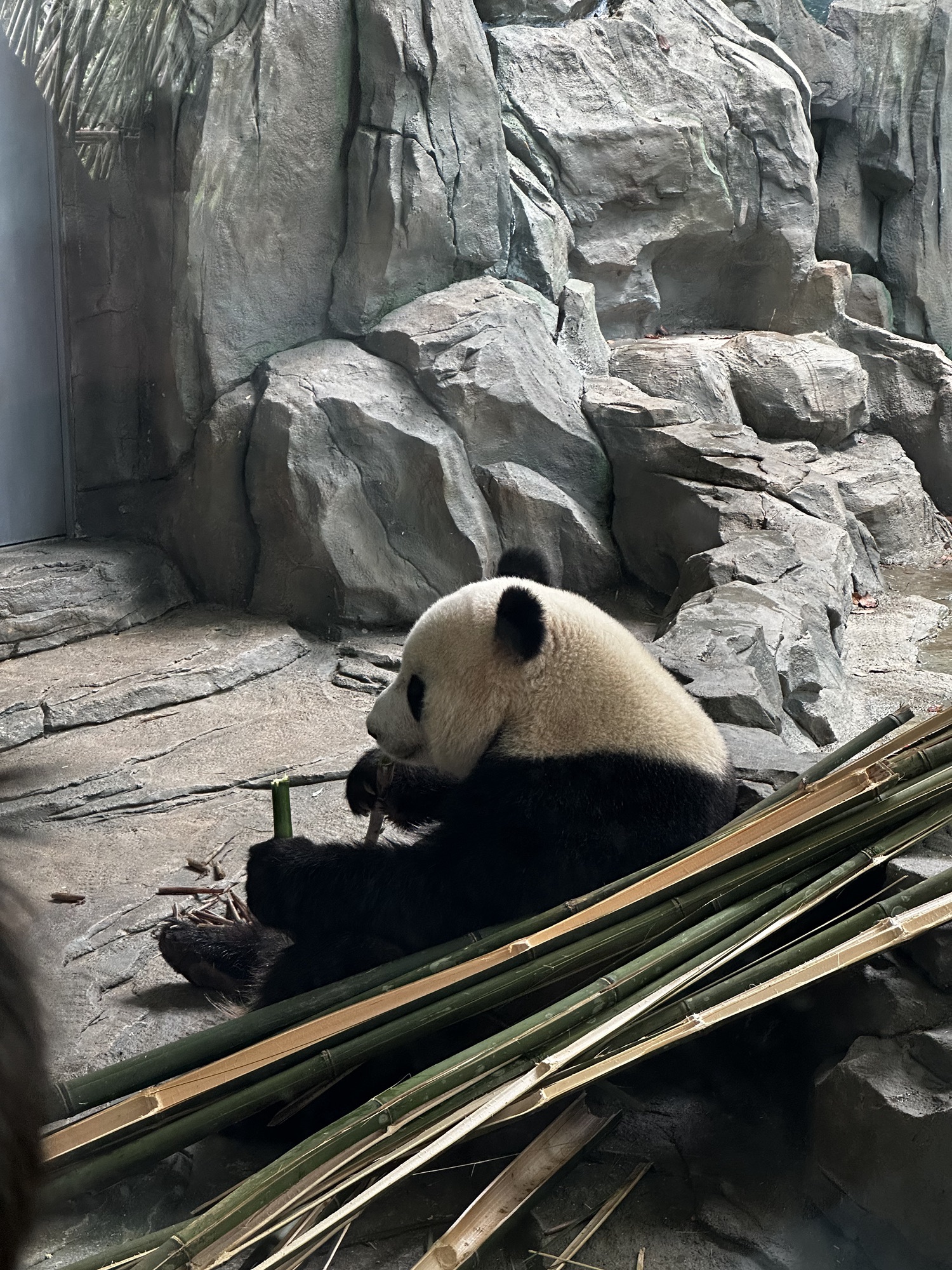 岳阳中华大熊猫苑旅行图片 3