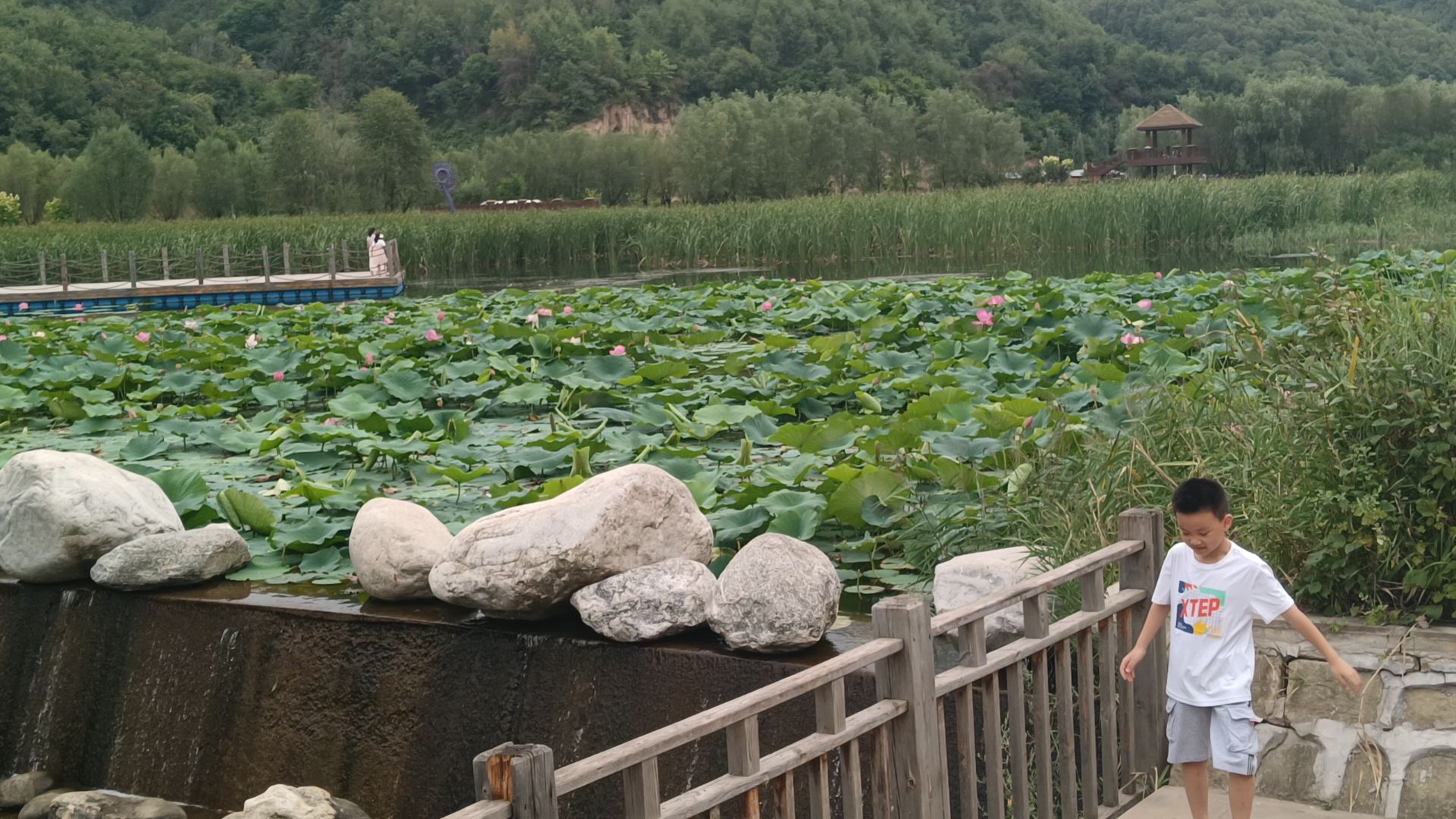 南泥湾镇三台庄荷花池