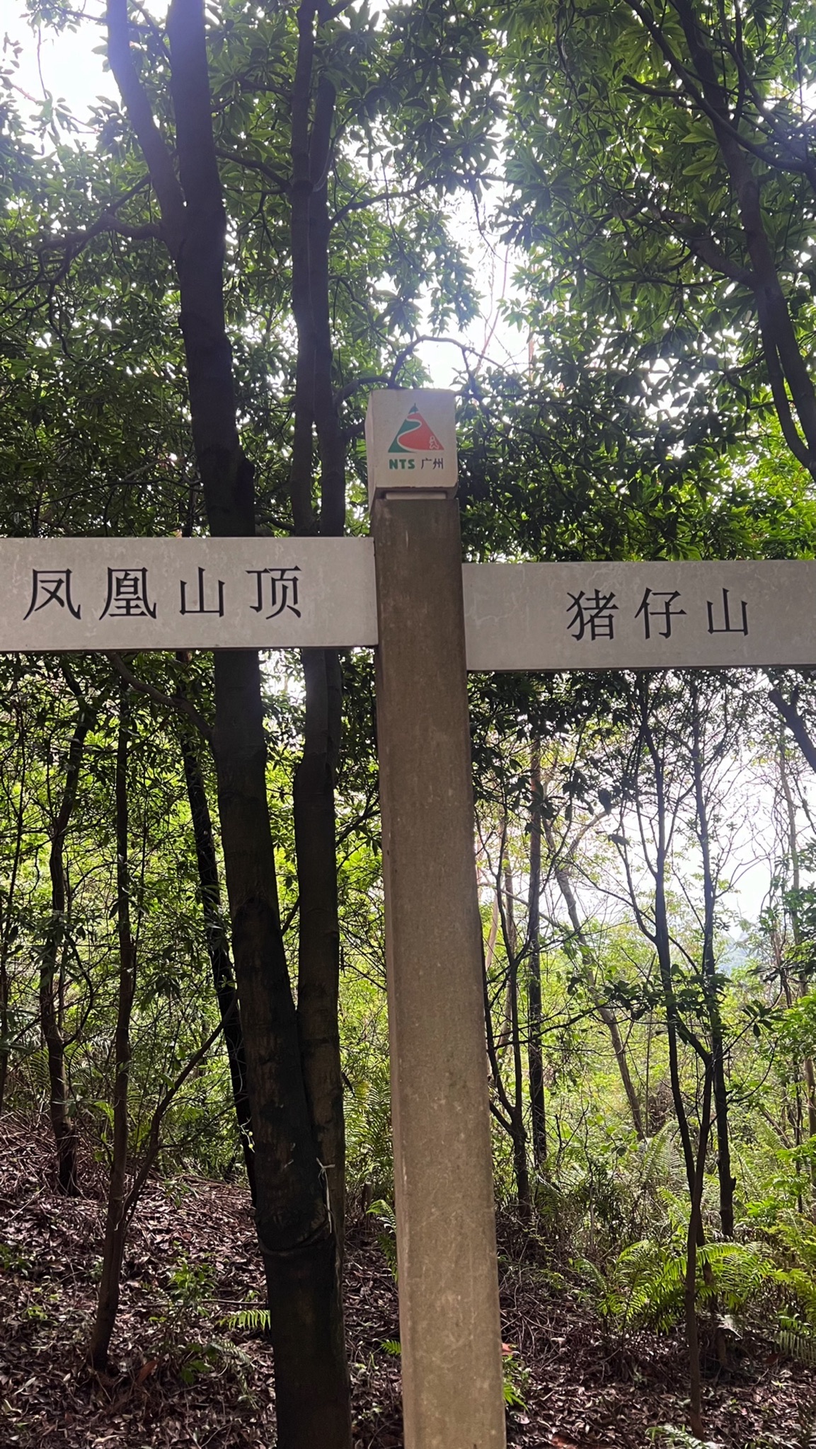 凤凰山顶全景