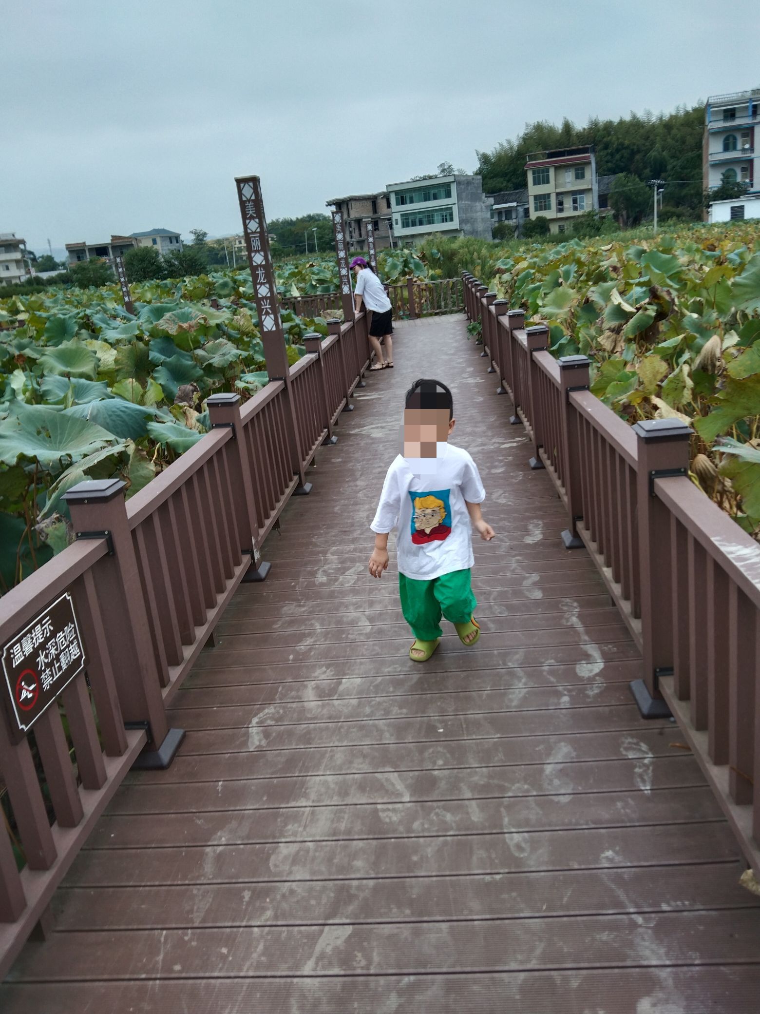 龙兴荷花旅行图片 1