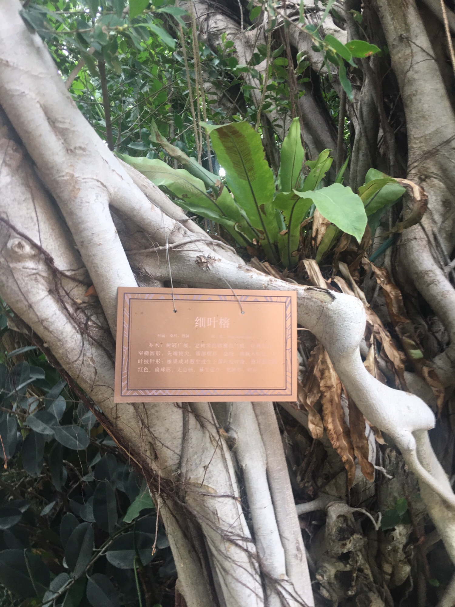 南繁中央公园旅行图片 3