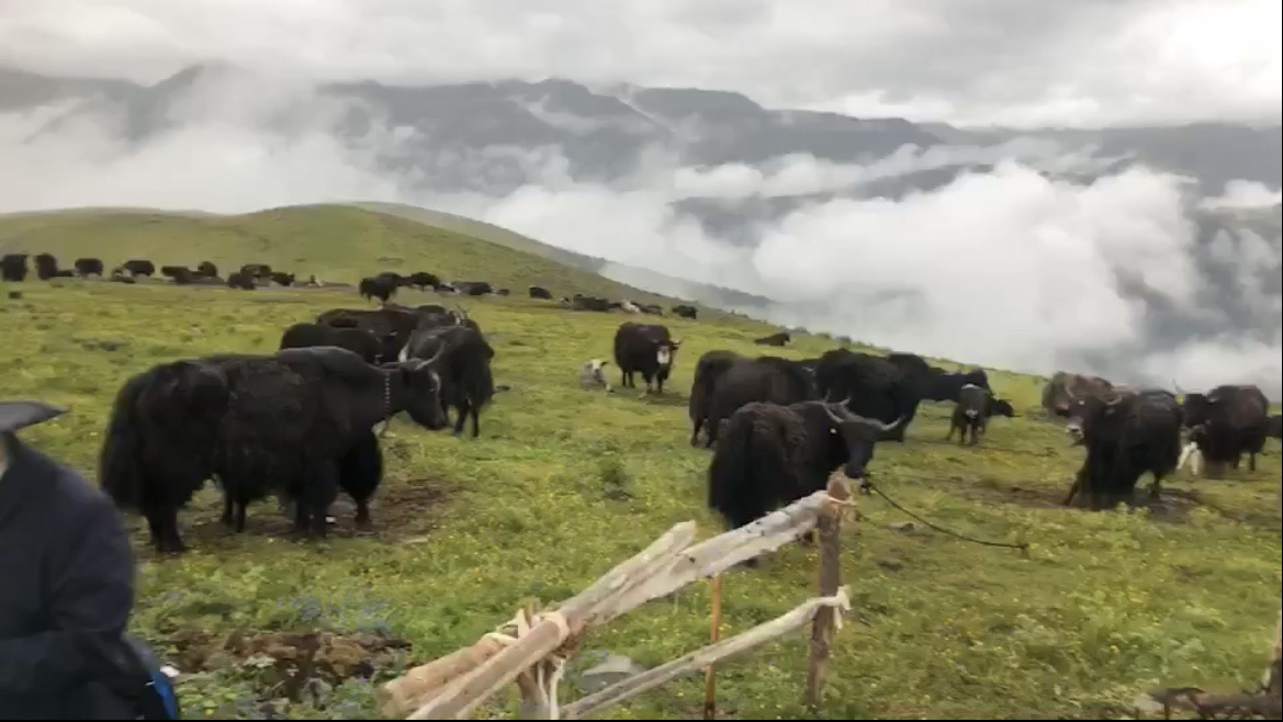 理塘县遇见仓央观景台旅行图片 1