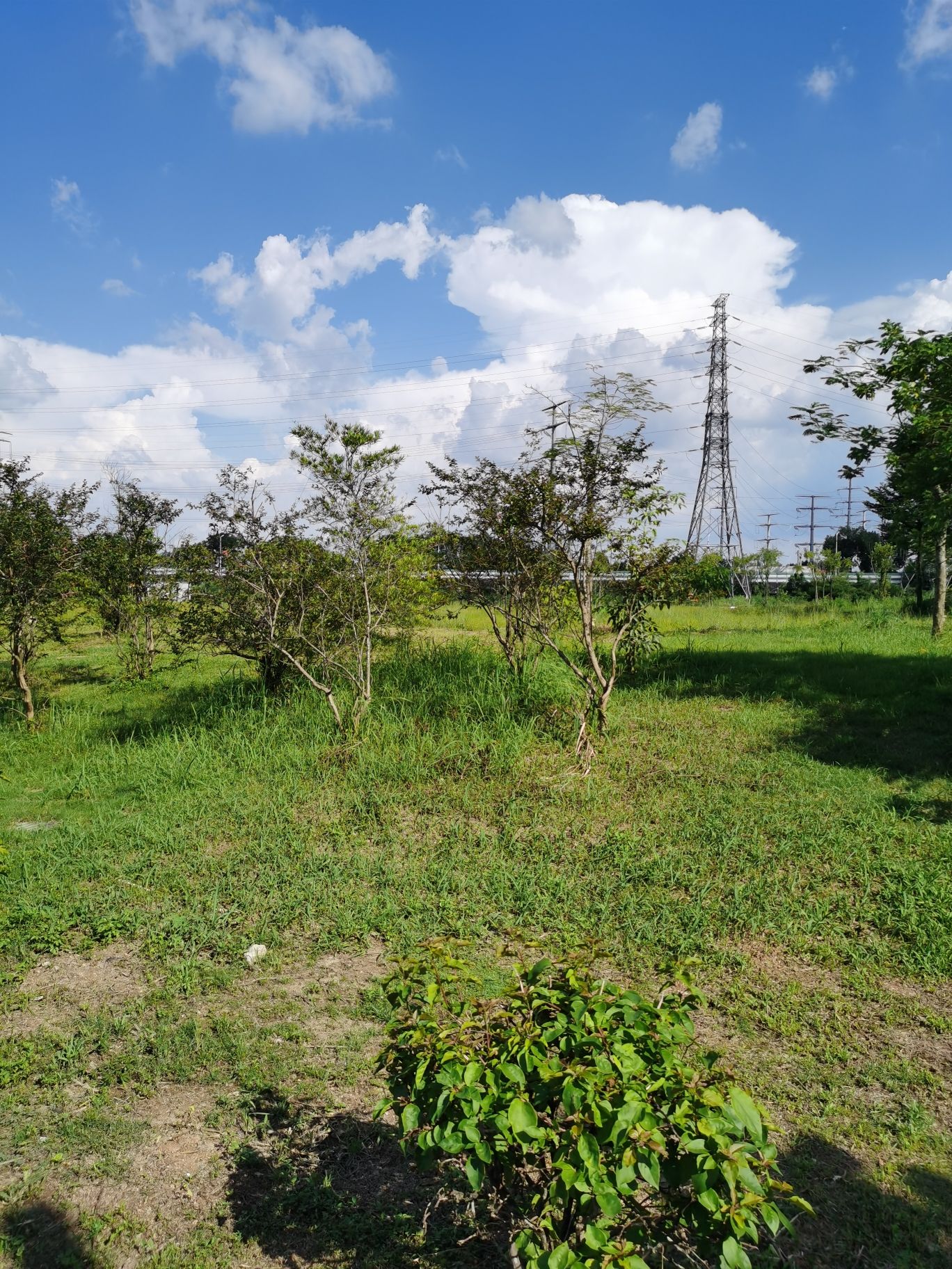 场地封面-那俚花开营地